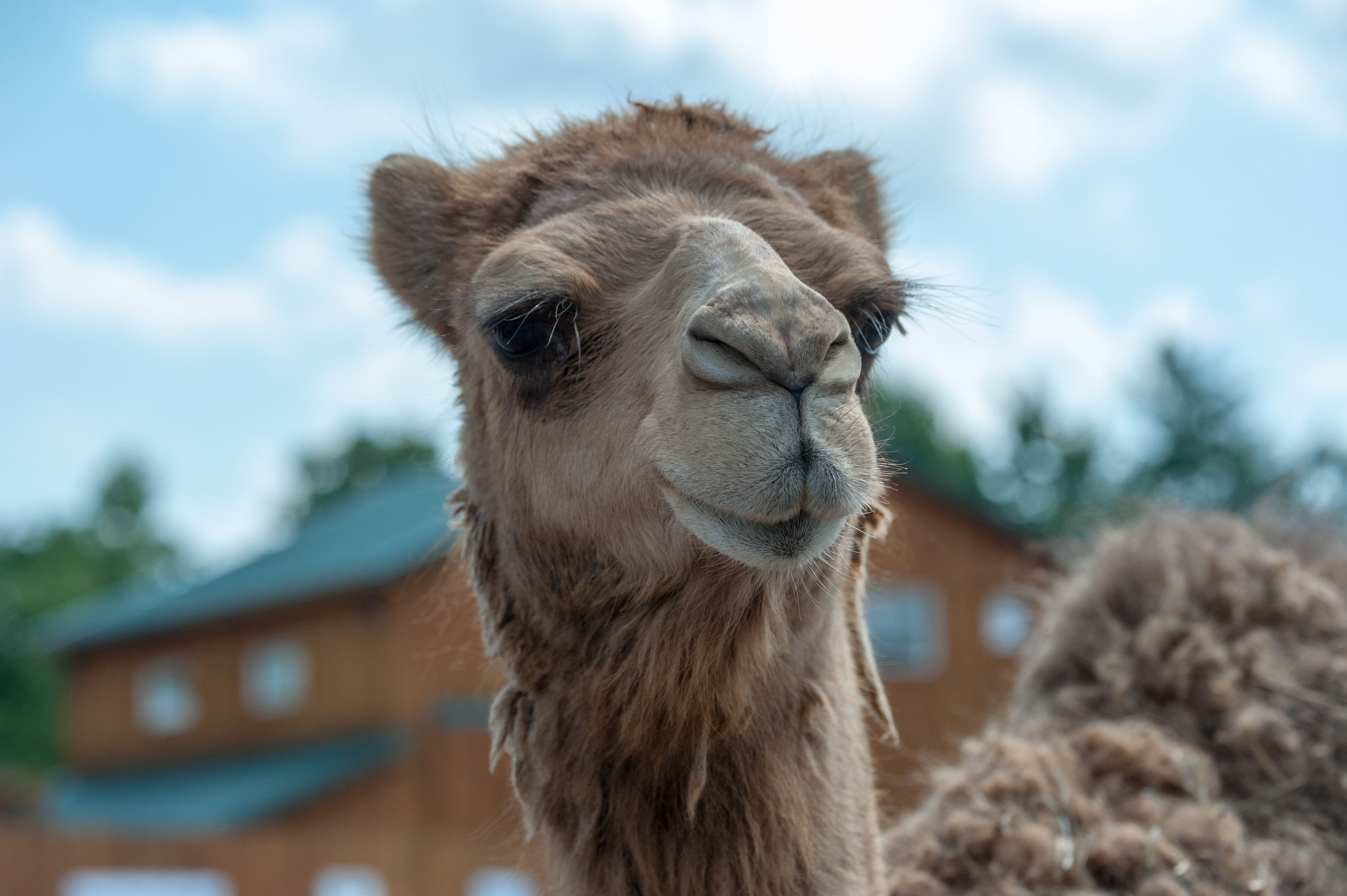 The Wild Animal Park Chittenango Ny