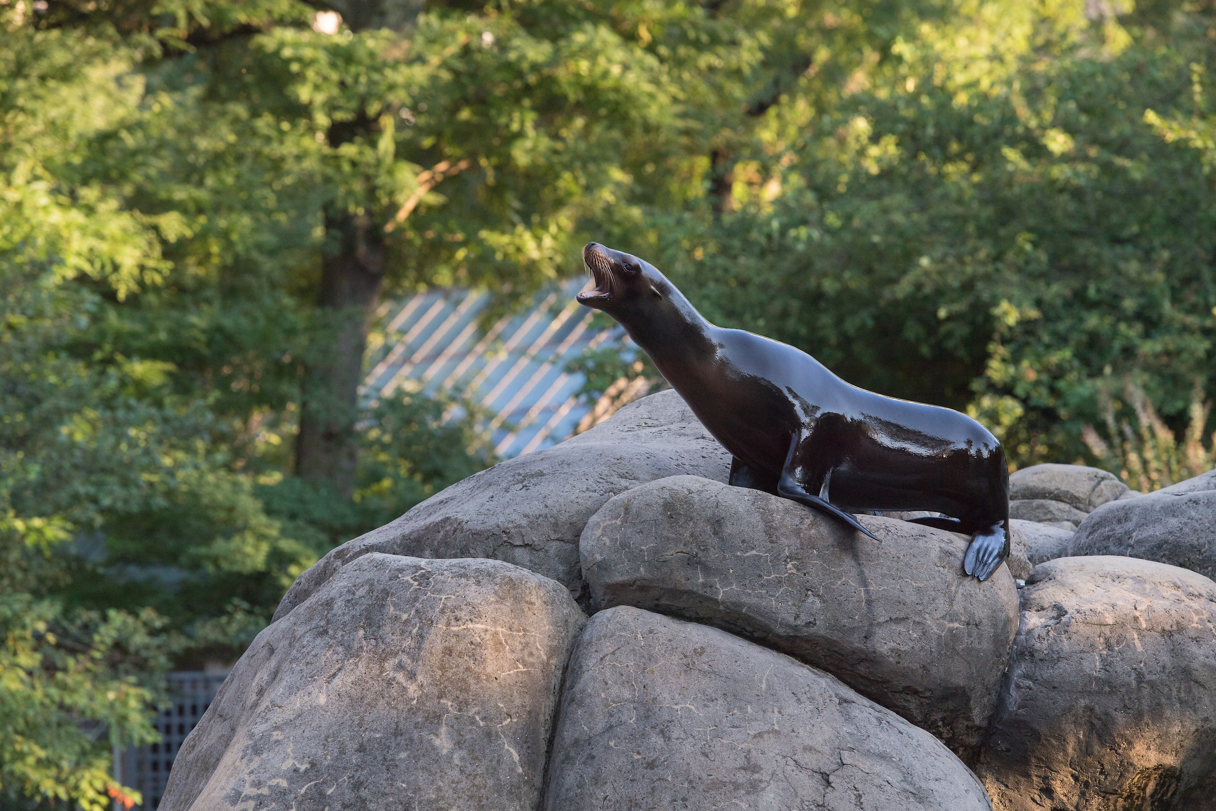 Sea lion swims free of enclosure at Central Park Zoo thanks to flood water  – NBC New York