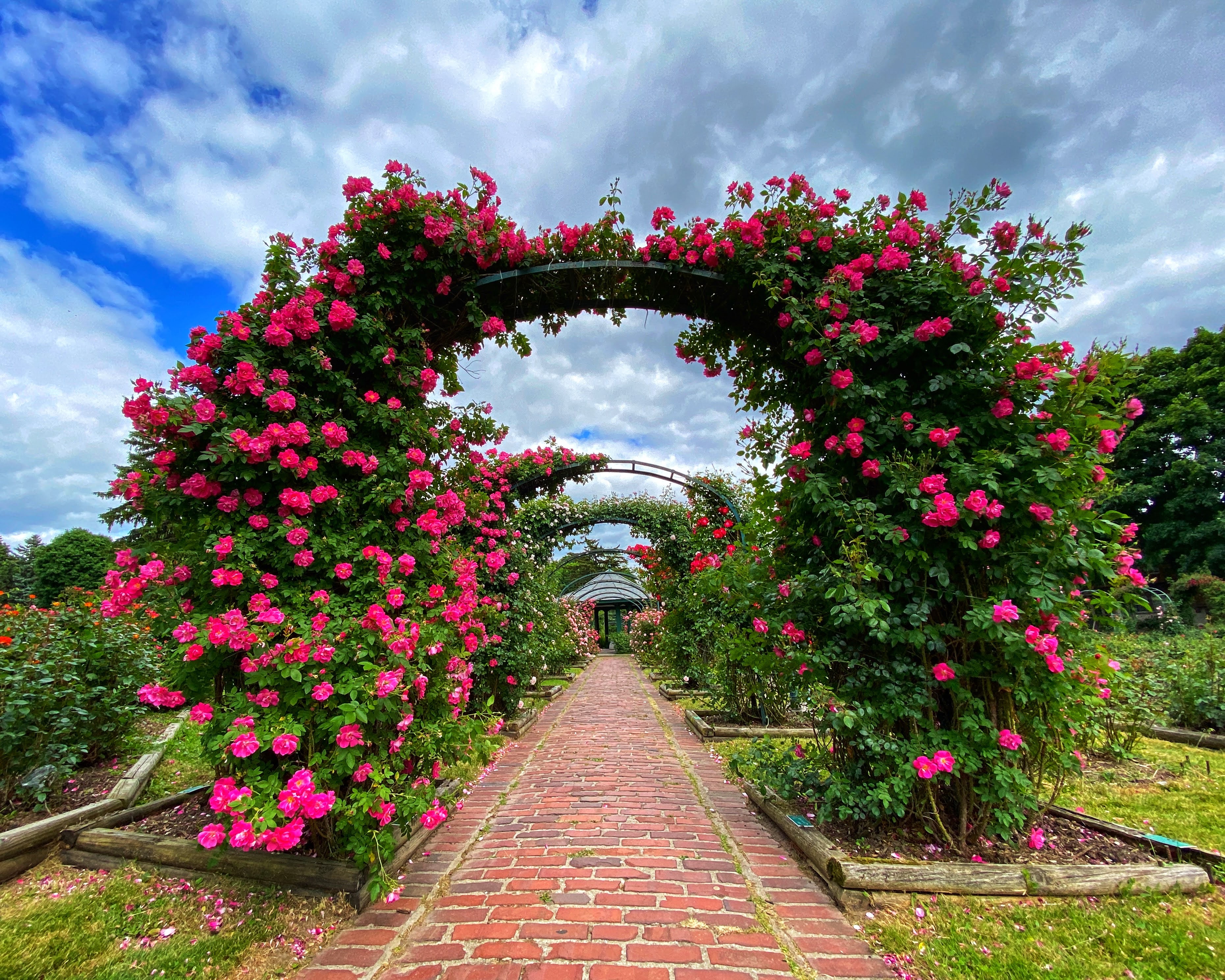E.M. Mills Rose Garden at Thornden Park | Syracuse, NY 13210