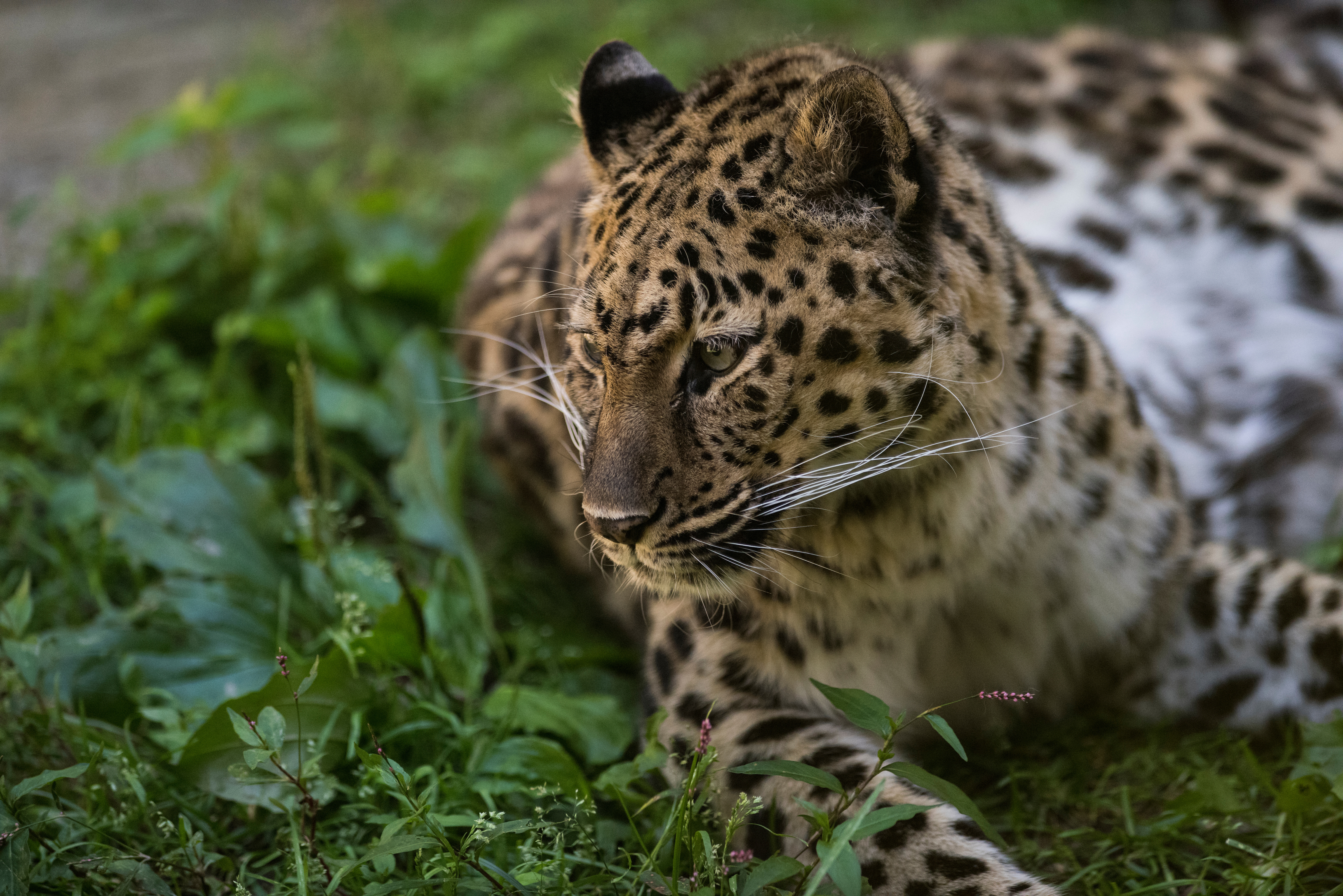 Ross Park Zoo | Binghamton, NY 13903