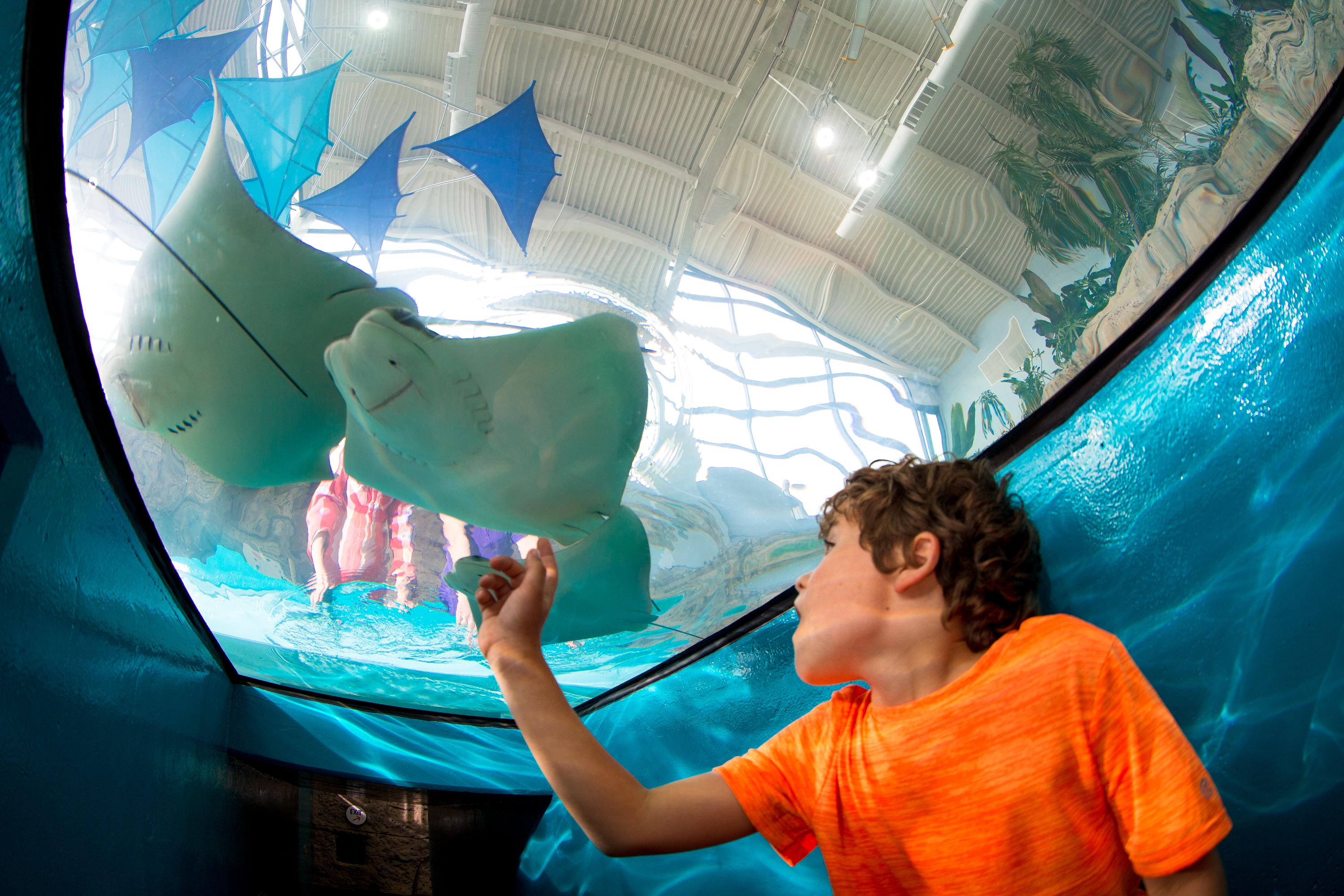 Kid Friendly Hotels Near Newport Aquarium - StingrayTunnel 2B2E78B0 362B 49C4 A3F9ADE343C50BA7 Cb3a834D 8a27 4352 A2Db9063001b579c