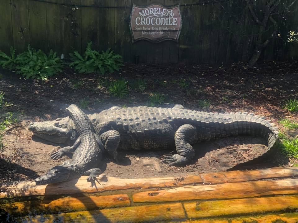 Alligator Adventure