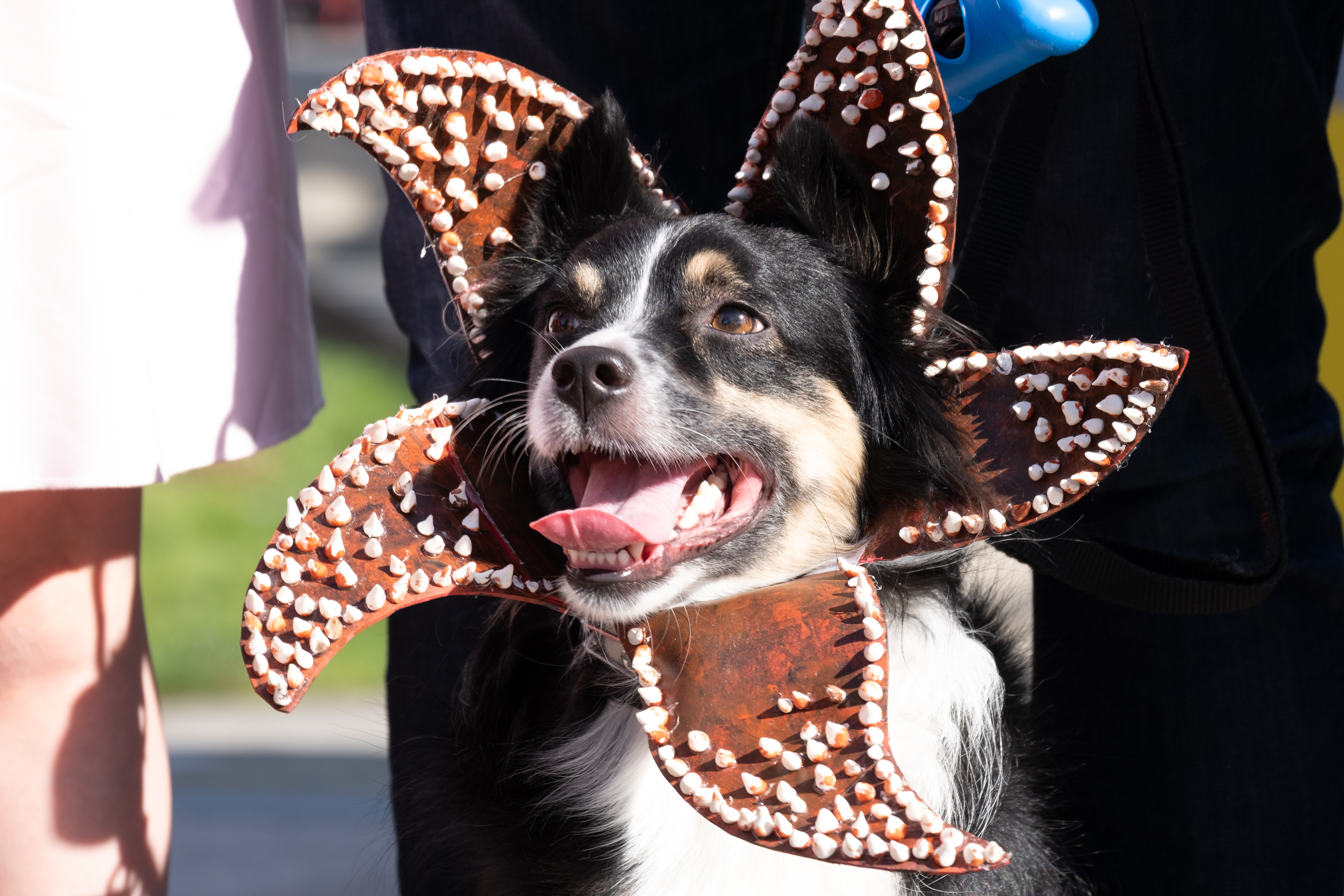 Dog-Friendly Events in the Bay Area, Summer 2023