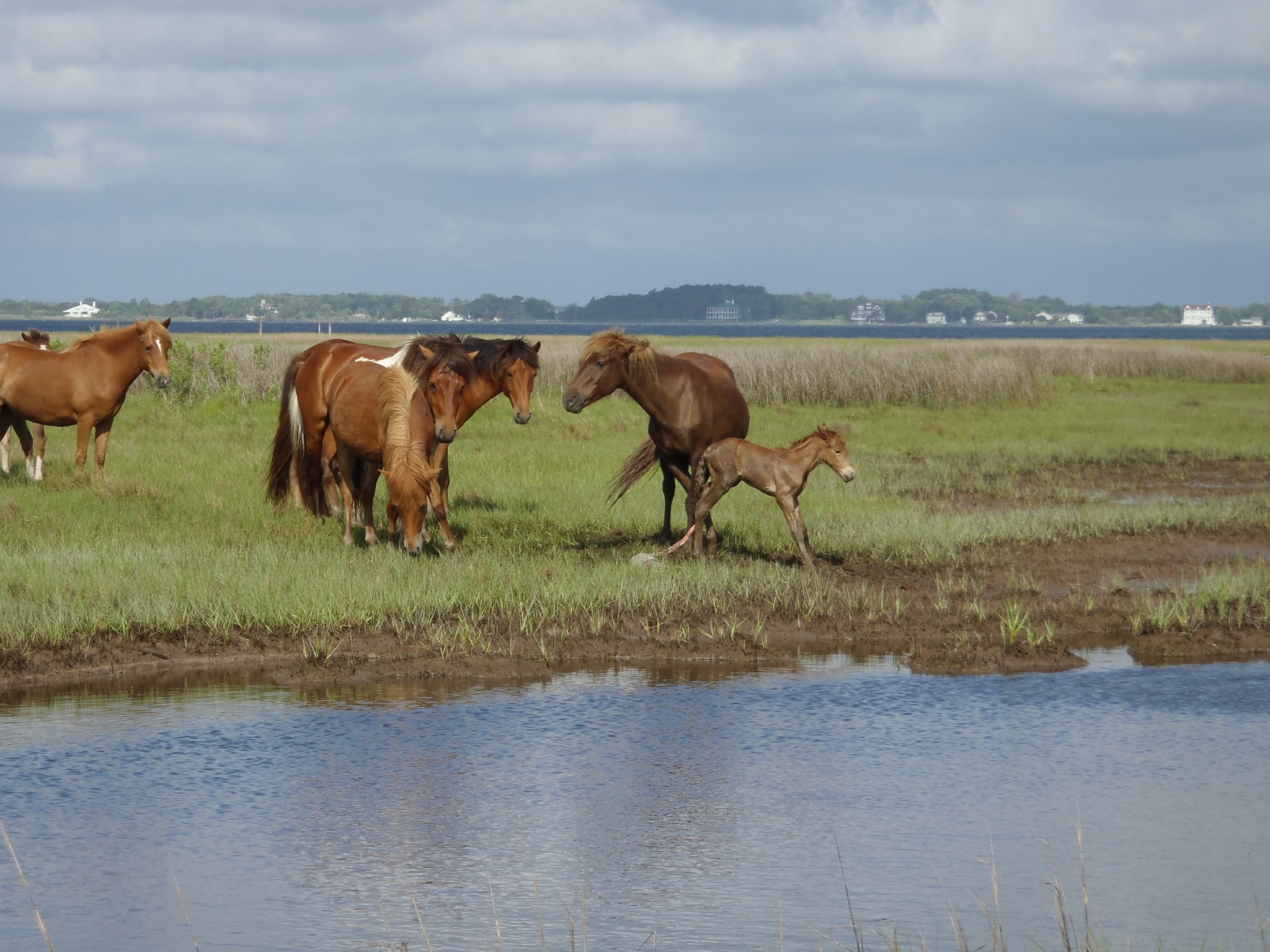 Are Dogs Allowed On Assateague Island