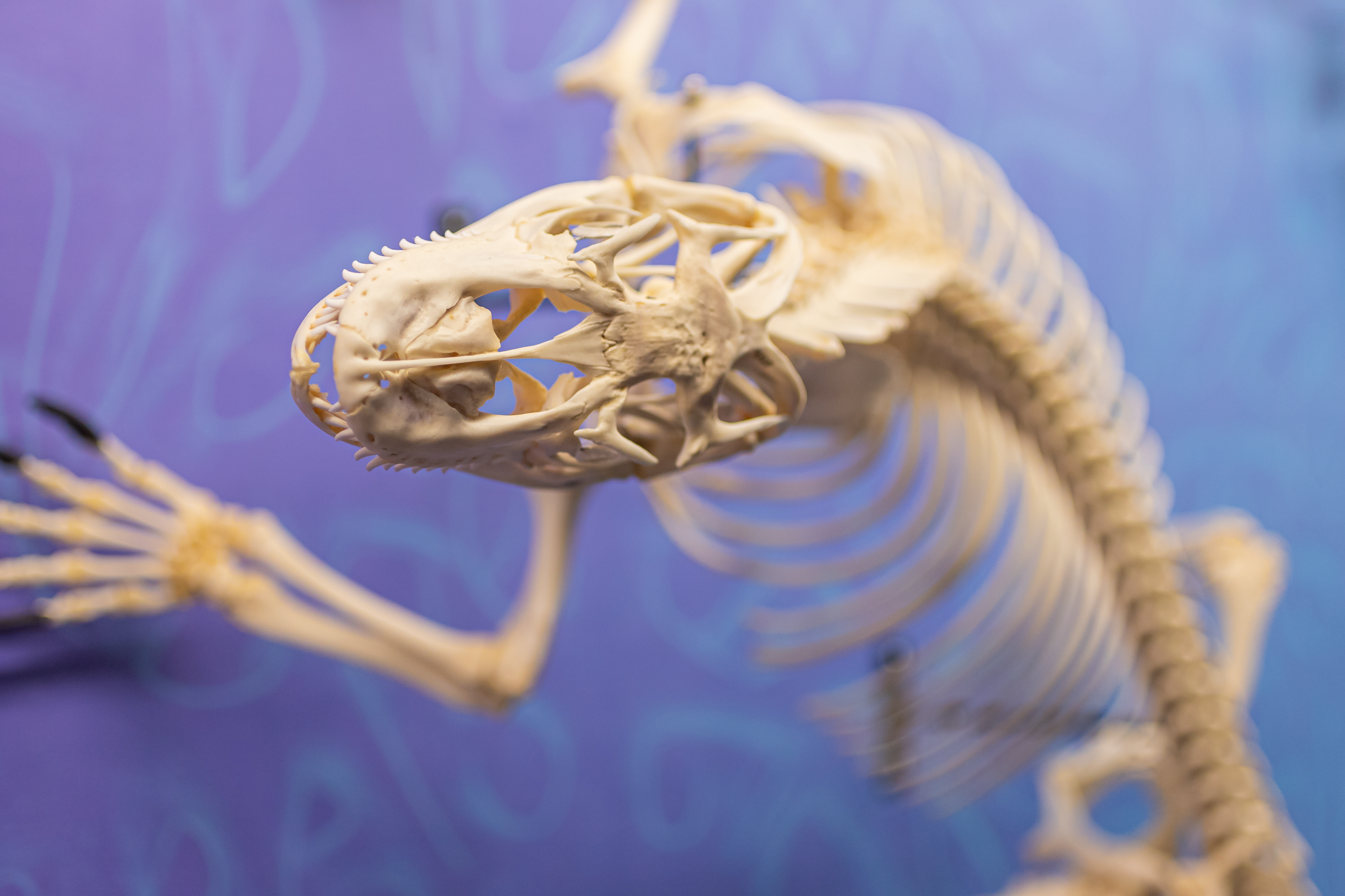 BONES & BONES Ⅱ / ASPARAGUS,LOSTAGE,the SKELETONS: Museum of Osteology | Oklahoma City, OK