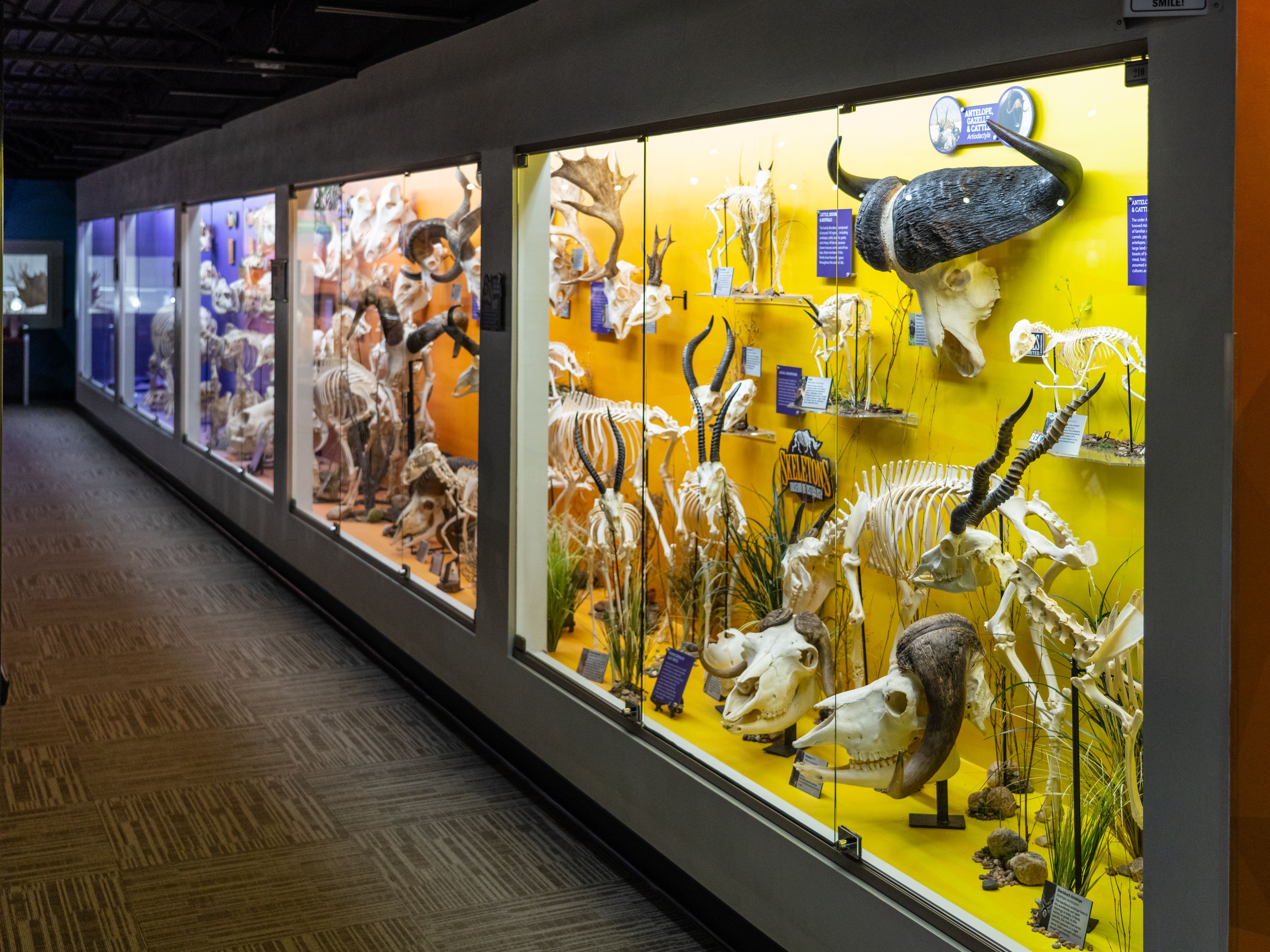 SKELETONS: Museum of Osteology | Oklahoma City, OK