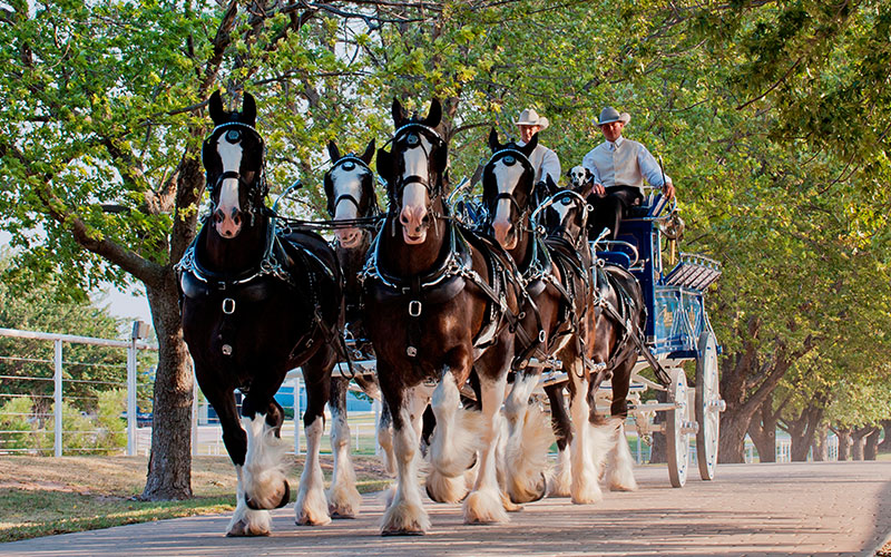 Express Ranches Clydesdale Center