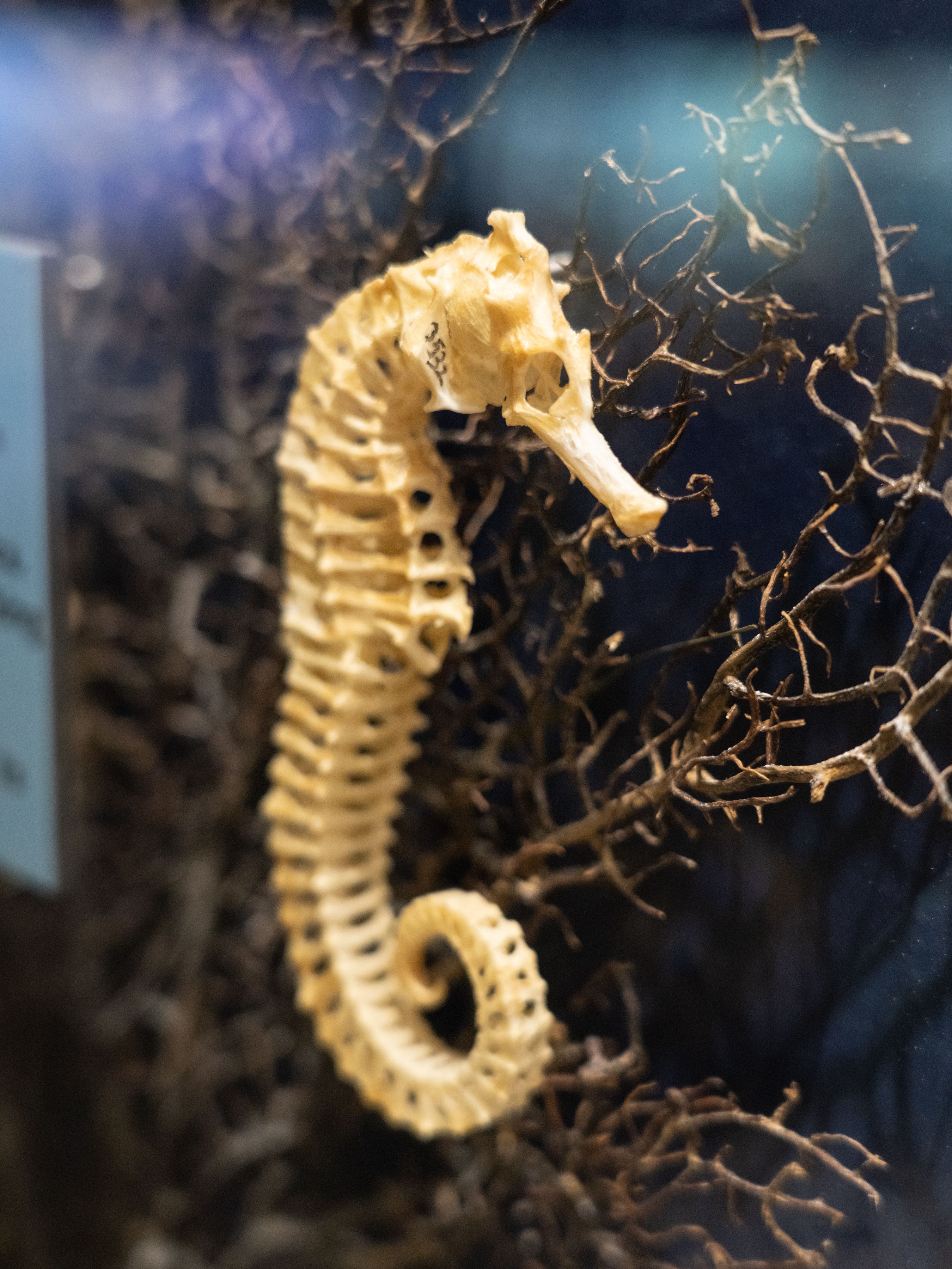SKELETONS: Museum of Osteology | Oklahoma City, OK