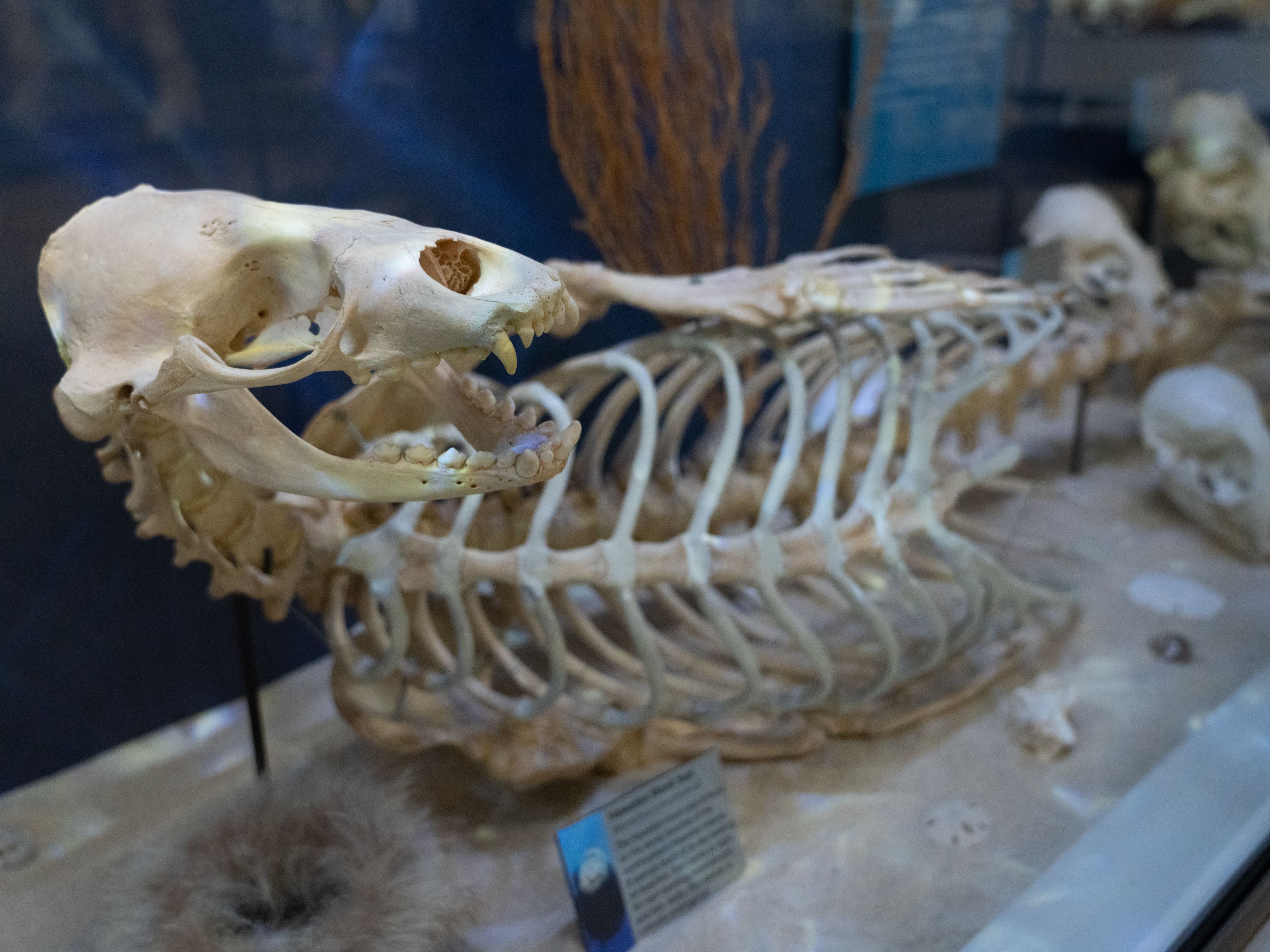 SKELETONS: Museum of Osteology | Oklahoma City, OK