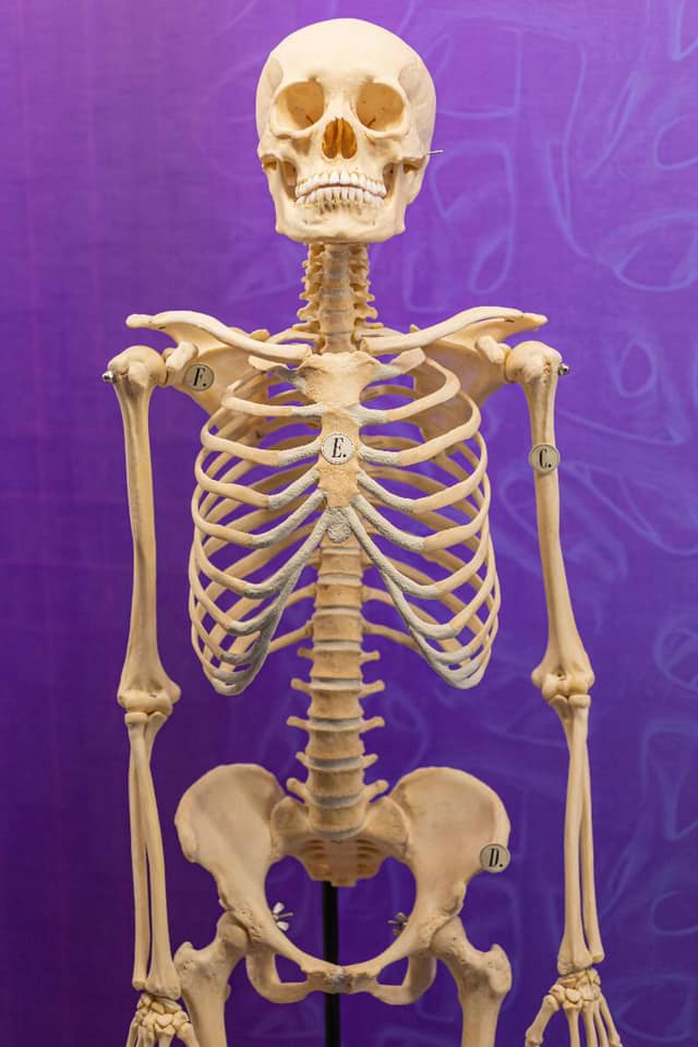 BONES & BONES Ⅱ / ASPARAGUS,LOSTAGE,the SKELETONS: Museum of Osteology | Oklahoma City, OK