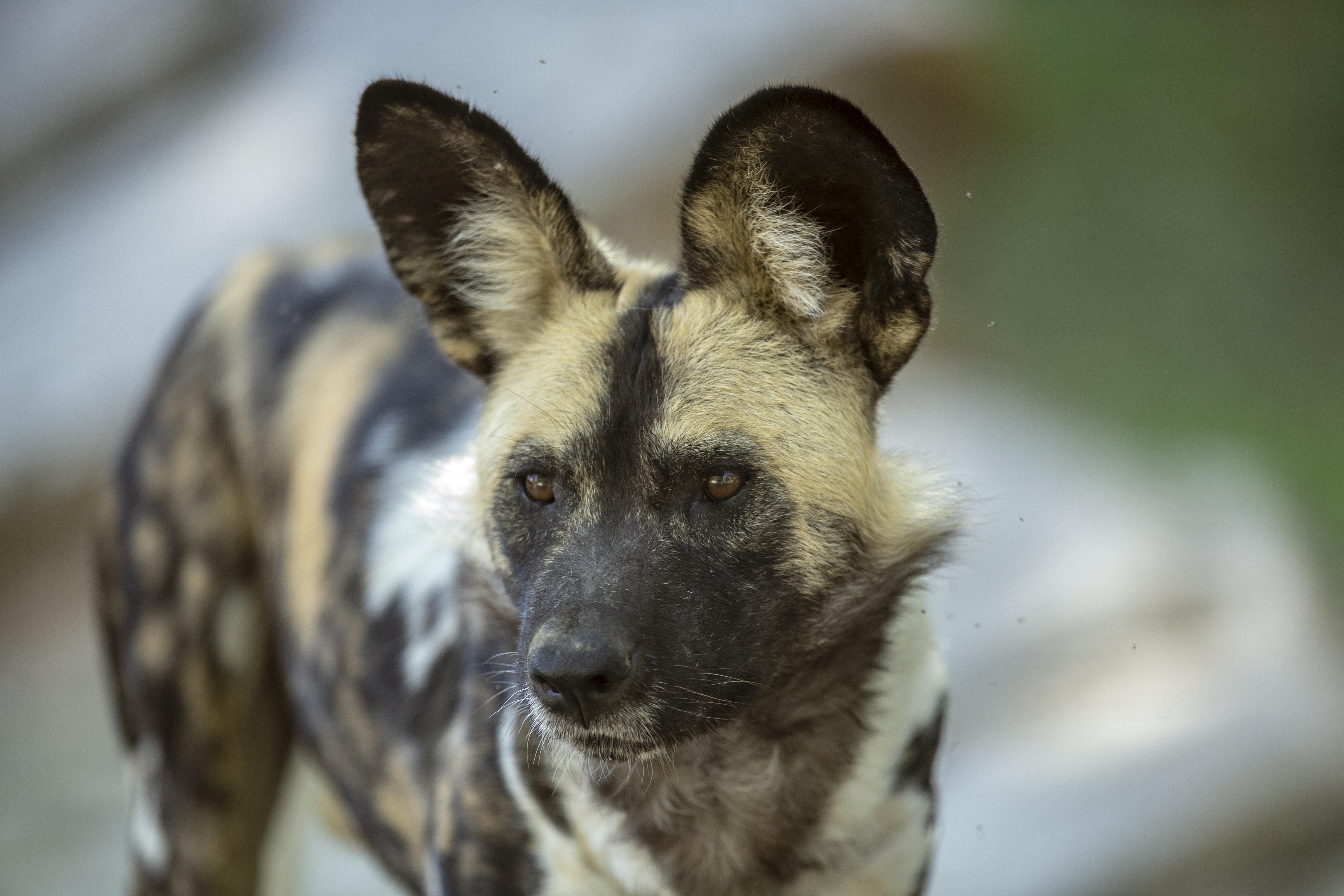 are dogs allowed at woldights at the living desert