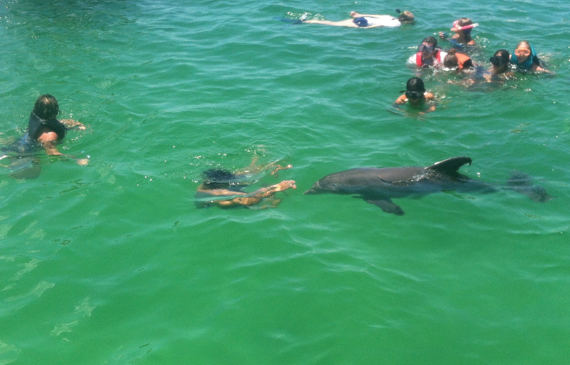 dolphin cruise panama city