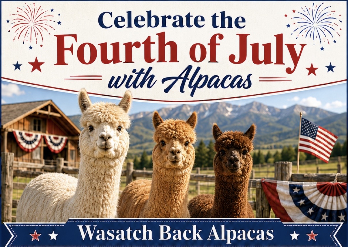 Celebrate the Fourth of July with Alpacas