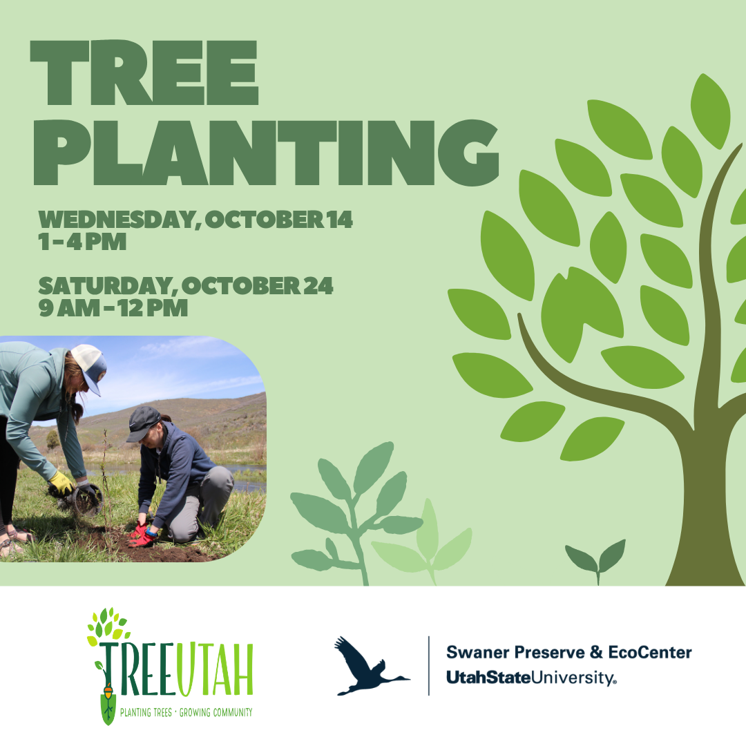 Tree Planting with Swaner & TreeUtah