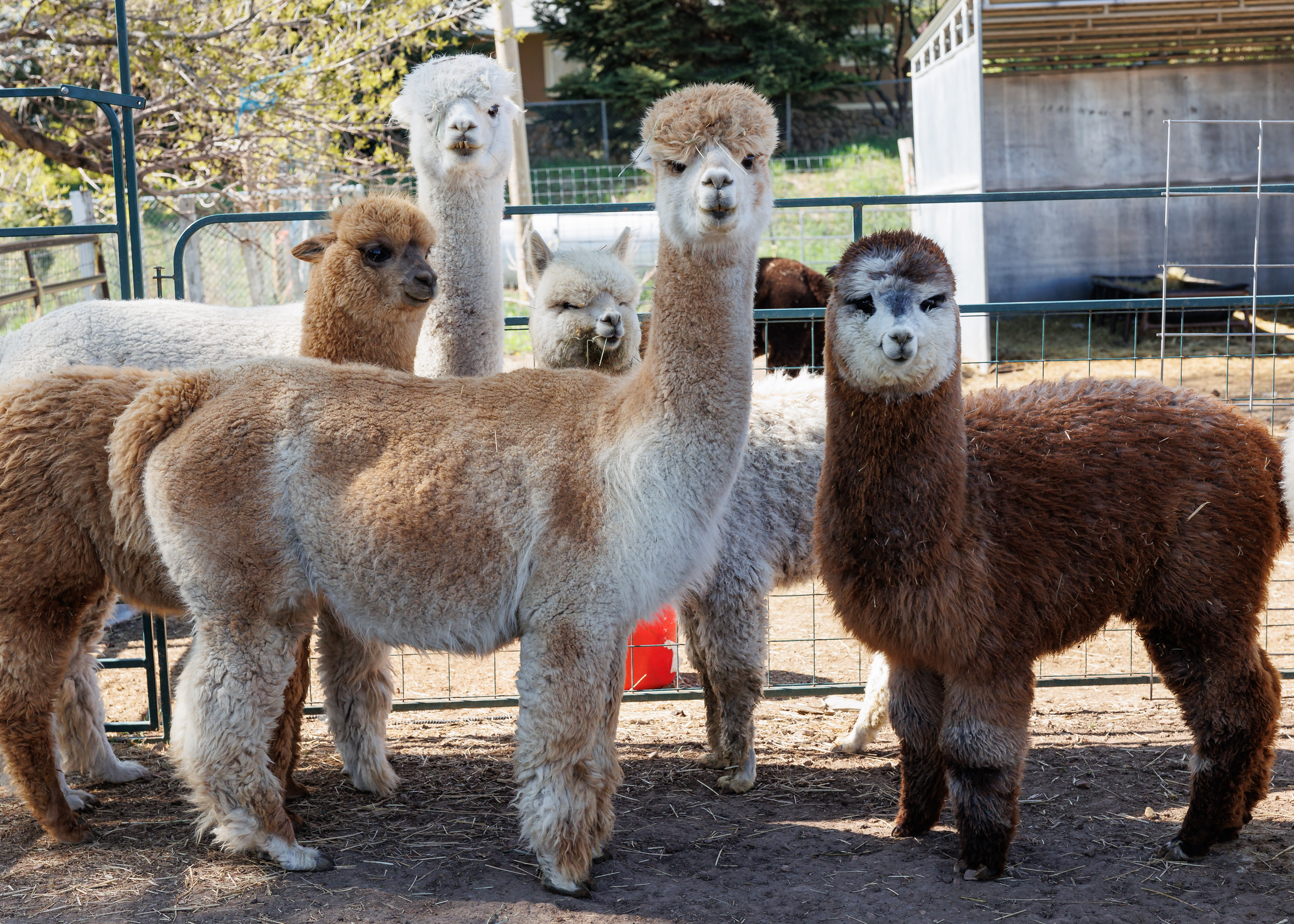 Wasatch Back Alpacas