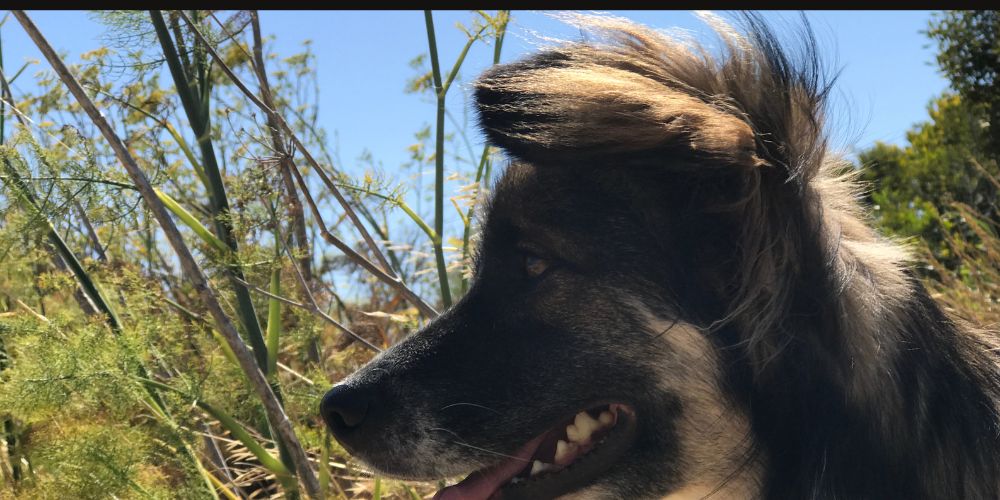 Local Speaker Series: Fur Real, Animal Communication Is Possible!