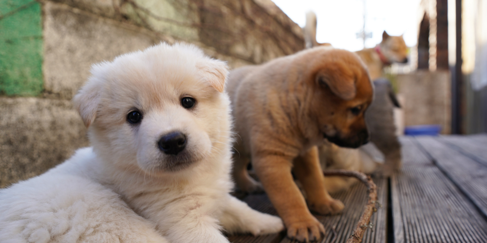 Paws & Portraits: A Puppy Party with Norkova
