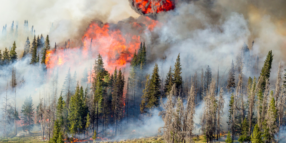 Sustainable Speaker Series: Wildfire & Insurability in the Wildland/Urban Interface