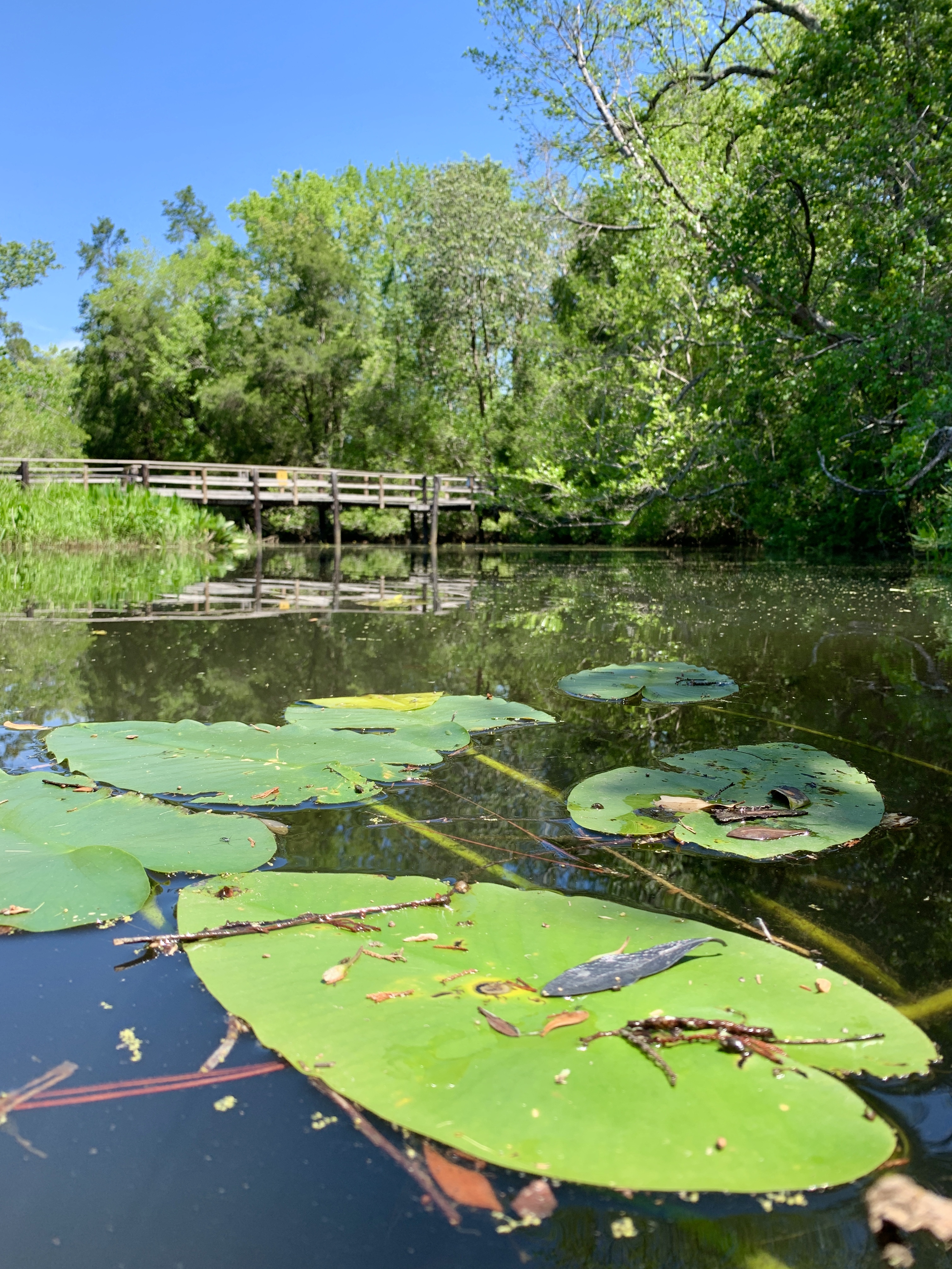Edward Ball Nature Trail