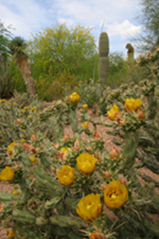 Desert Botanical Garden