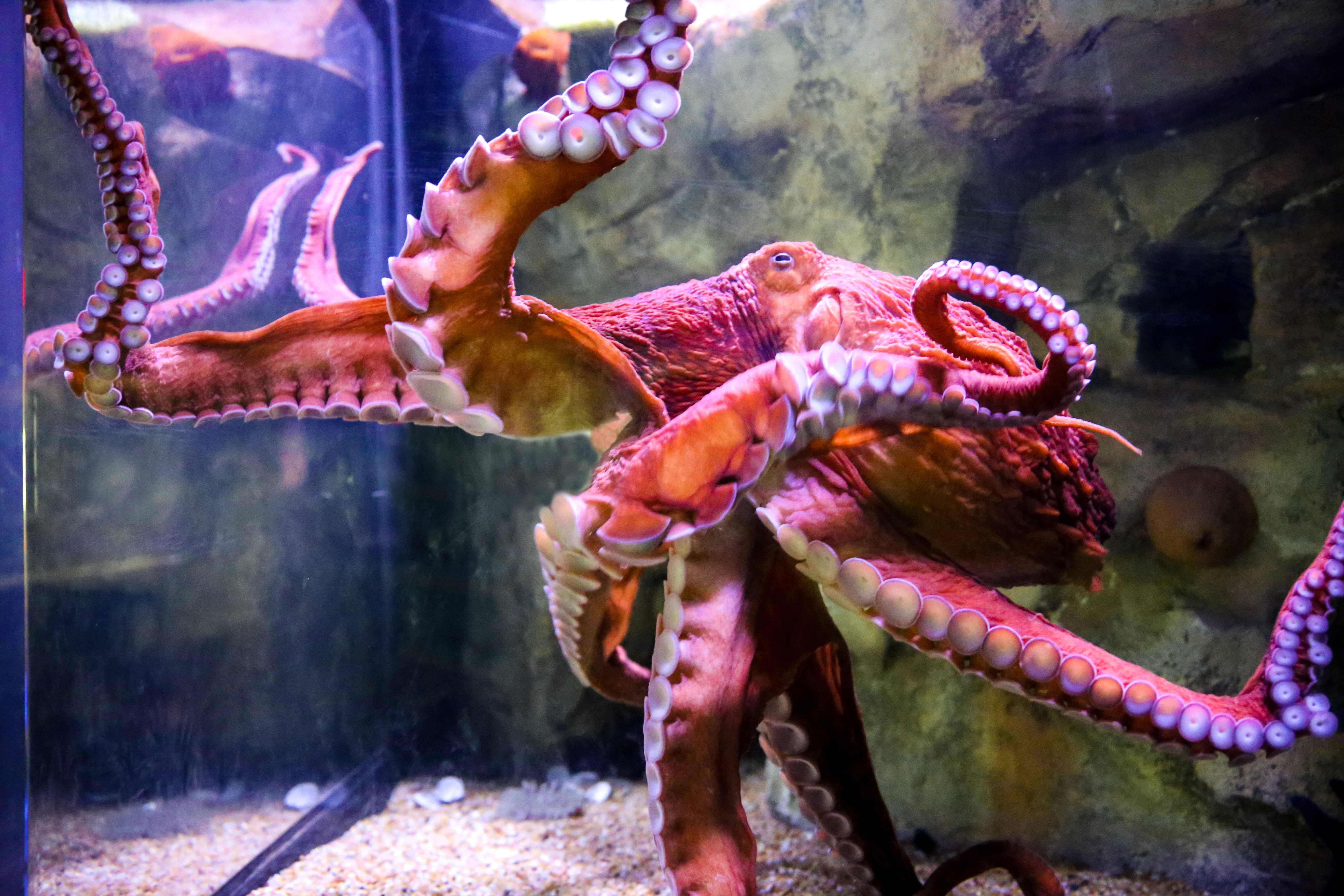 Giant Pacific octopus nears life's end at AZ aquarium