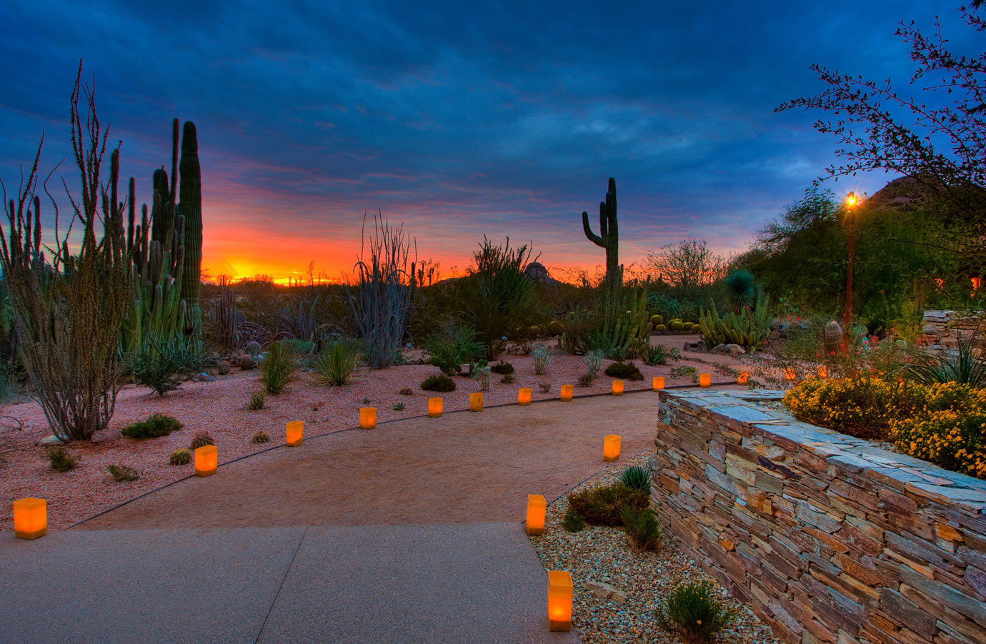 Phoenix Electric Desert At Desert Botanical Garden November 11 - Garden ...