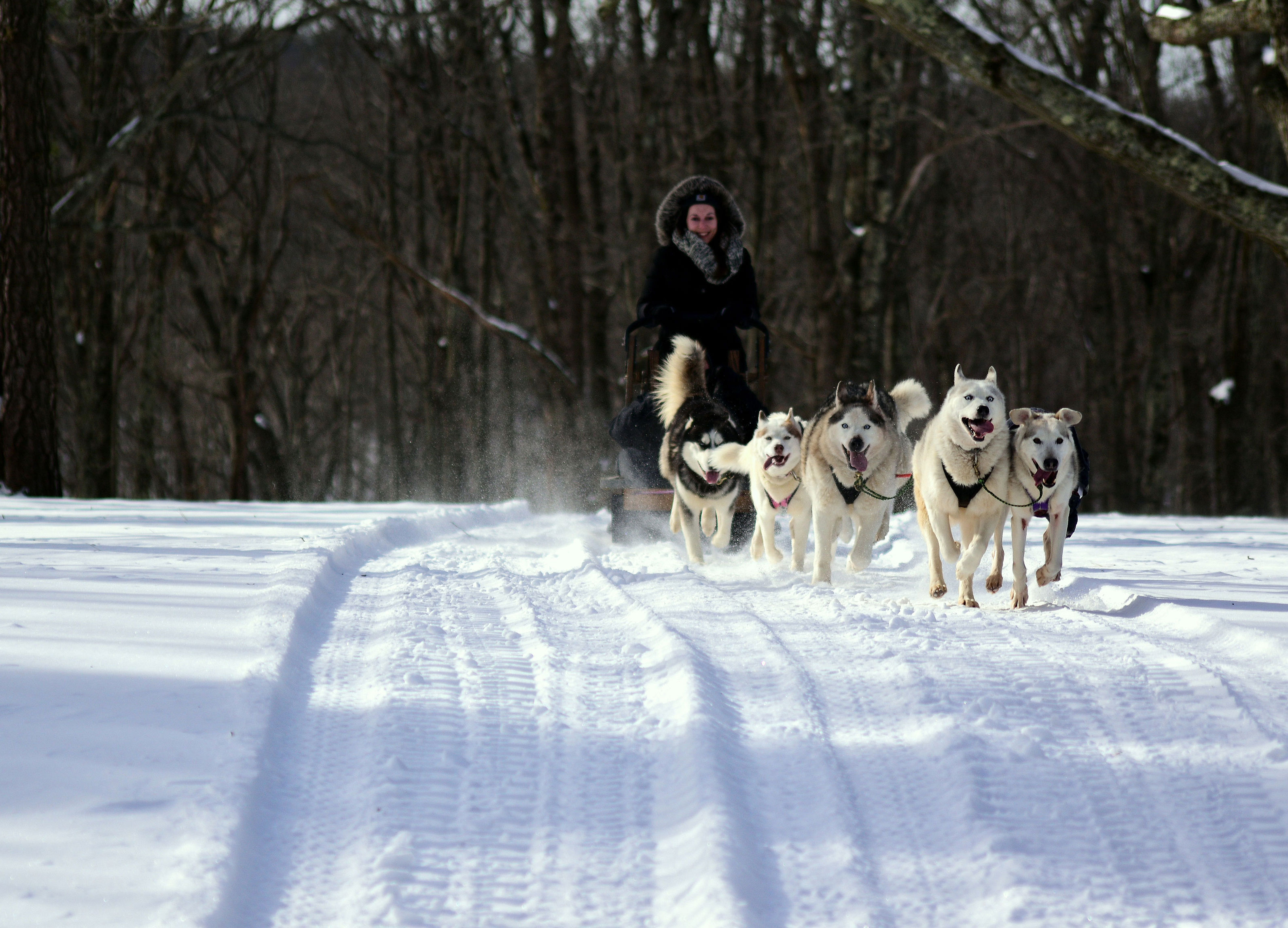 Skytop lodge 2024 dog sledding