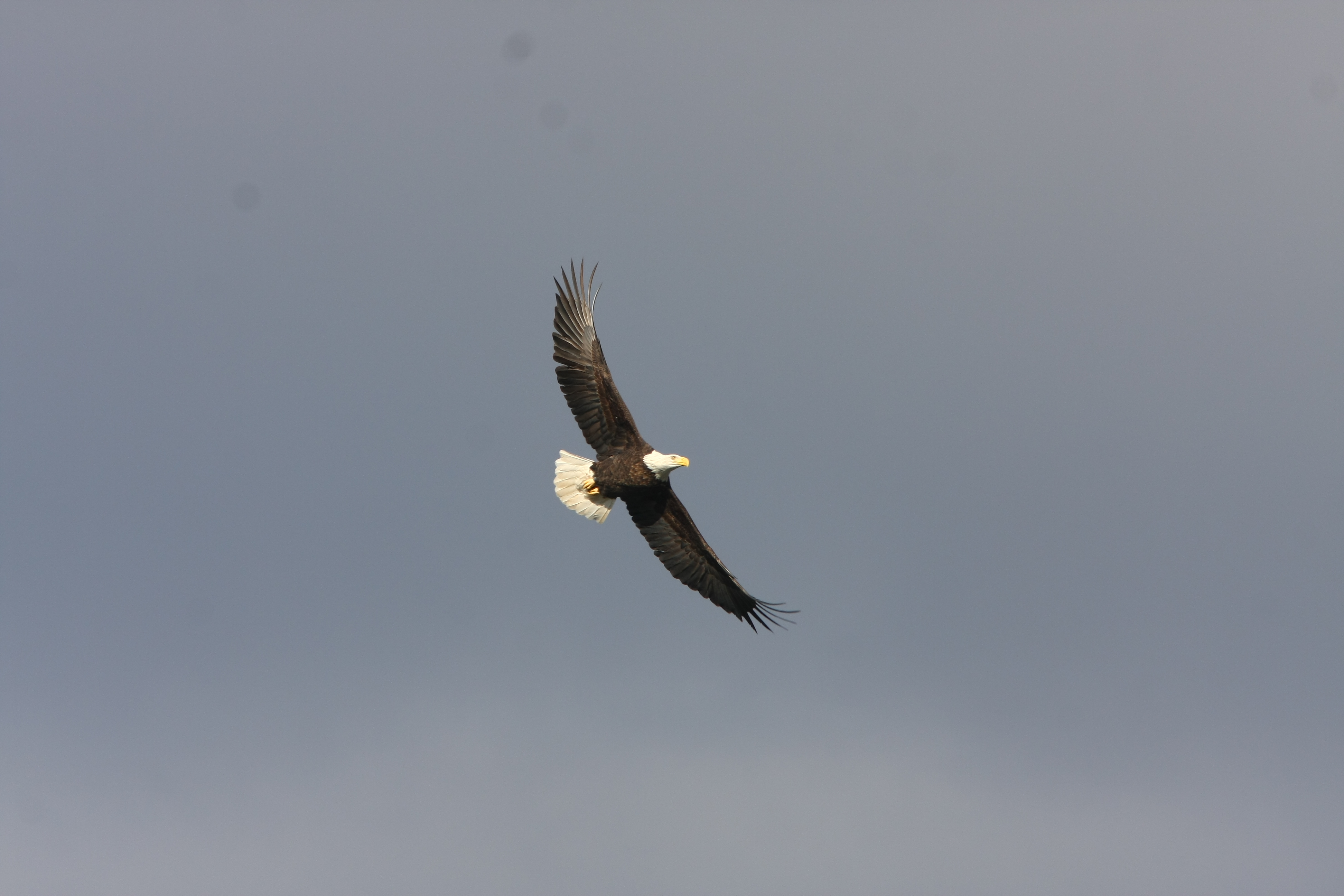 【Forestman works】Eagle touch the sky Amazon.com: The Bradford Exchange Collectible Eagle Art