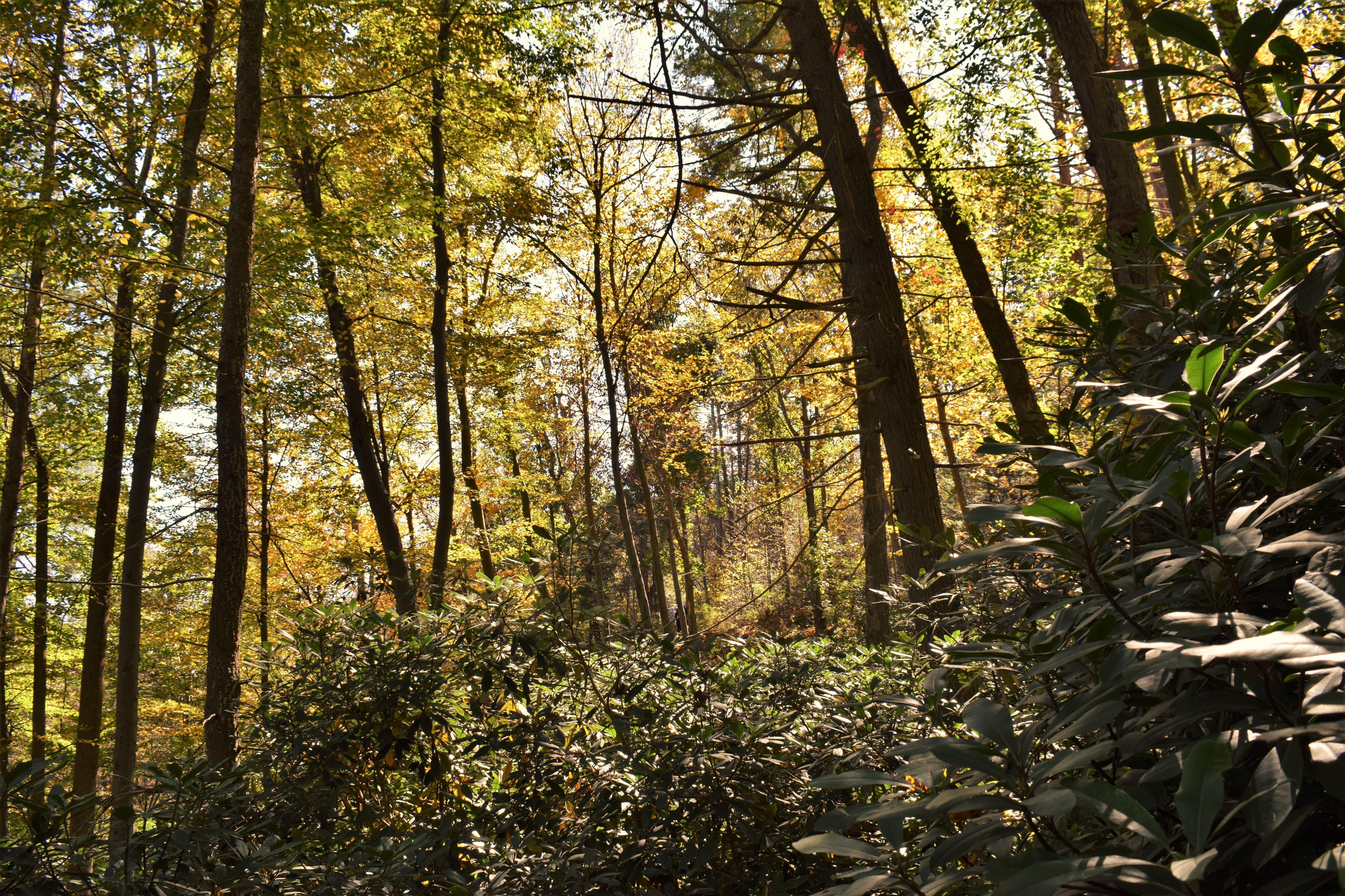 Austin T. Blakeslee Natural Area - Hiking | Blakeslee, PA 18610