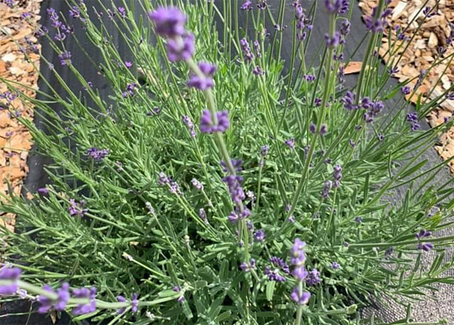 Ross Ross Nursery Cresco Pa 18326