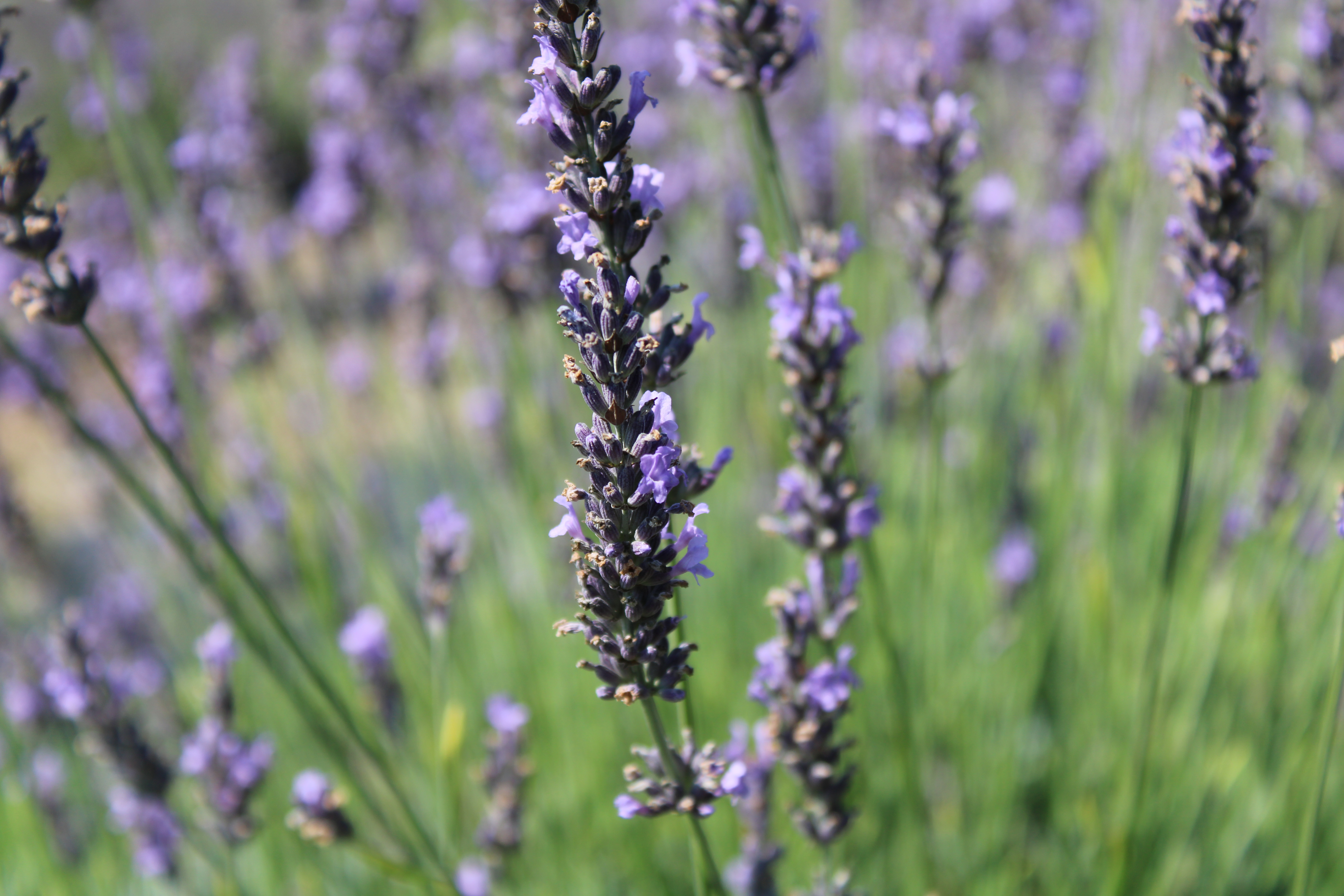 Quiet Hills Lavender Farm