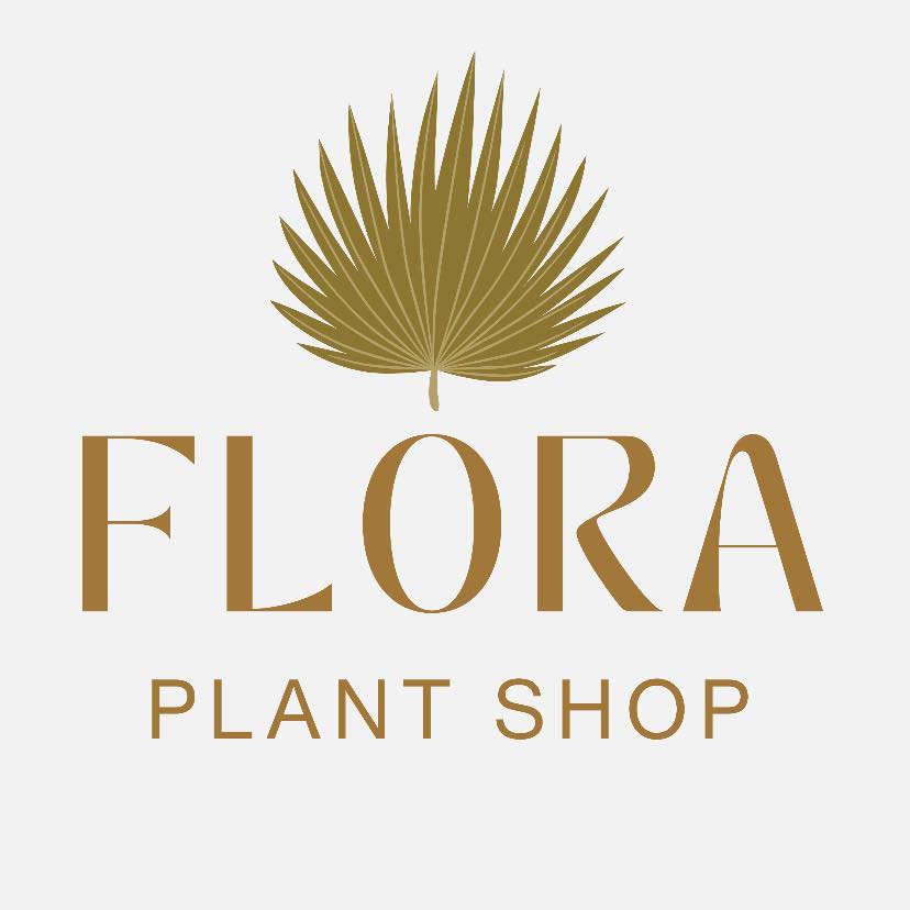 monstera monkey leaf variegata Monstera Adansonii Giant Albo Variegated