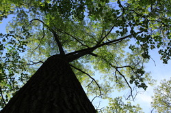 Nature Preserve at Frank Barker Park