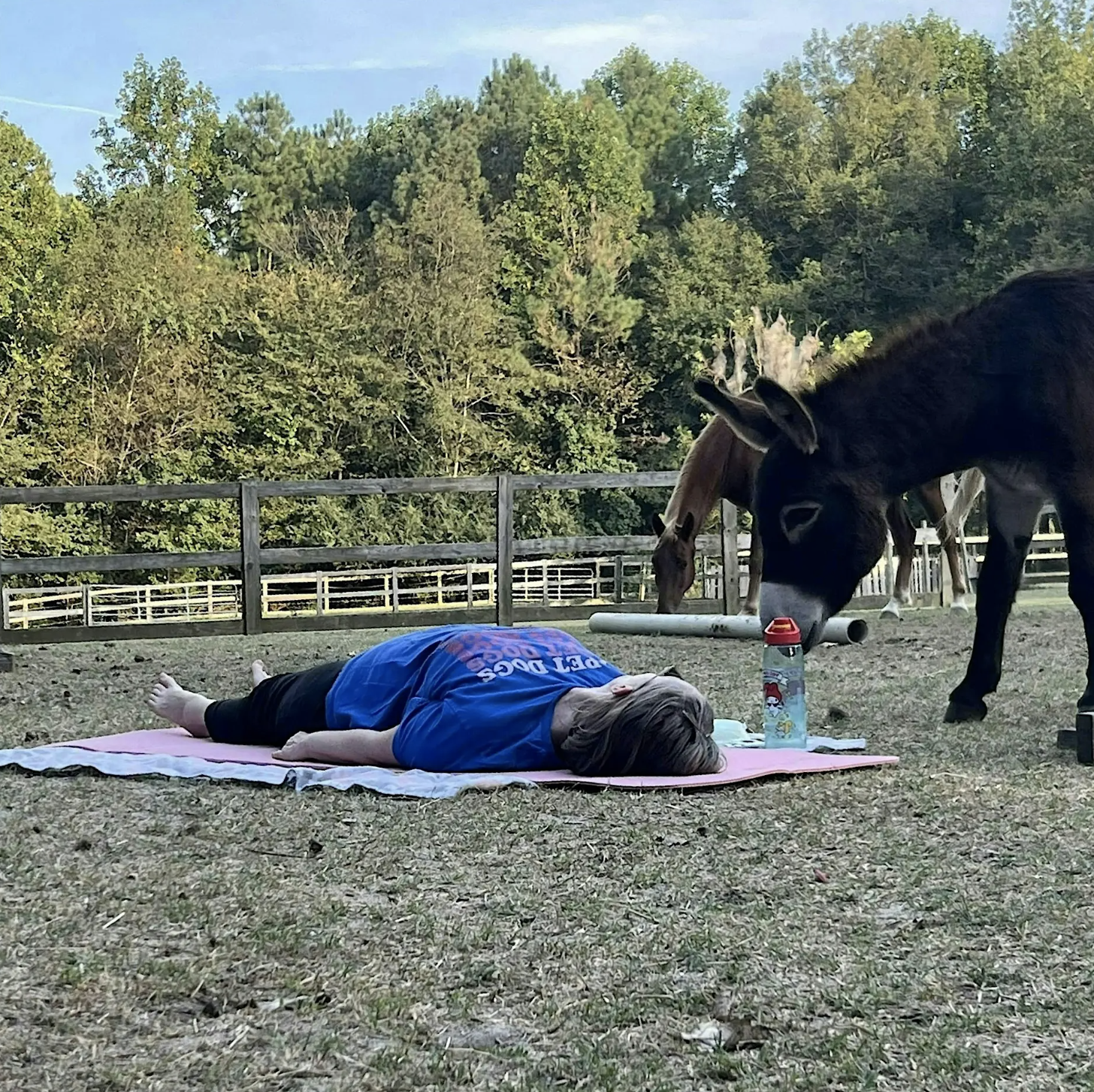 Stretching & Meditation with Horses