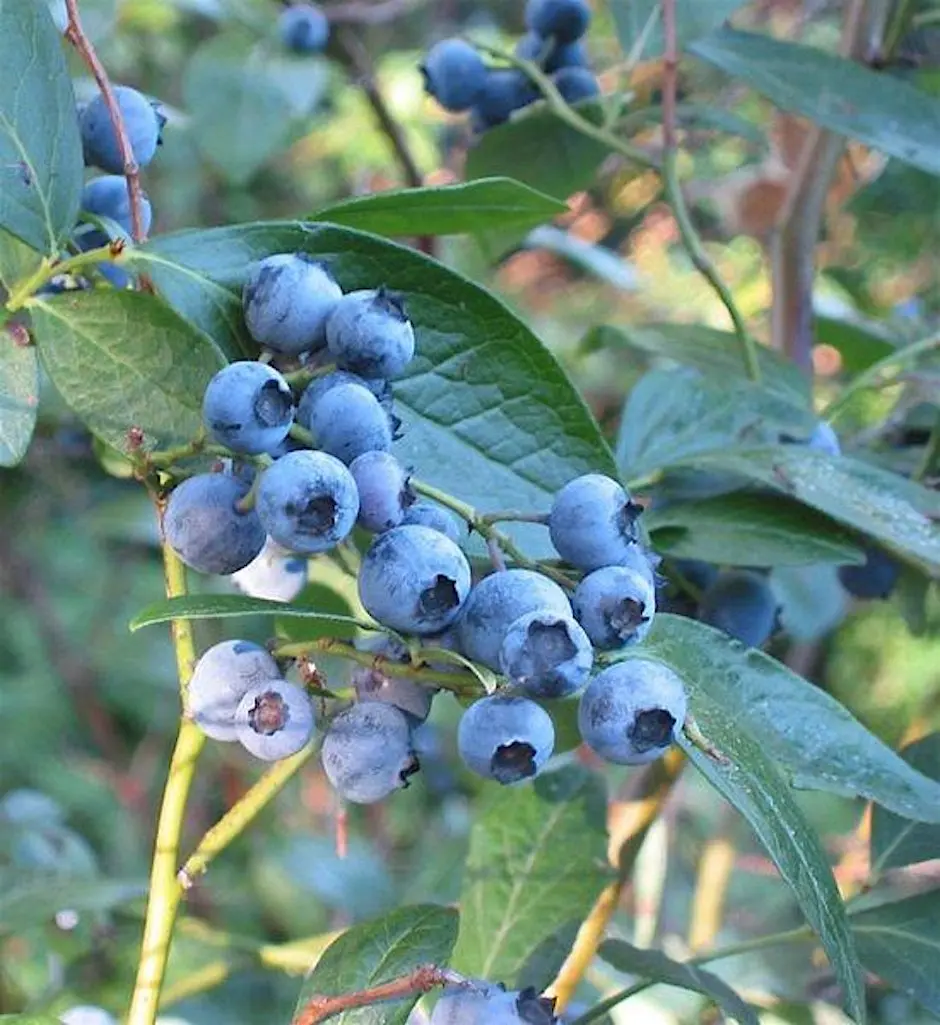 Summer Solstice Berry Forage with Daniel Woody
