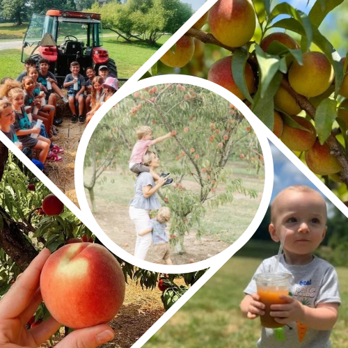 Summer Homeschool & Family Fun Days: Peaches