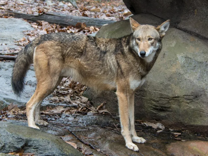 Deaf Awareness Day | North Carolina Zoo