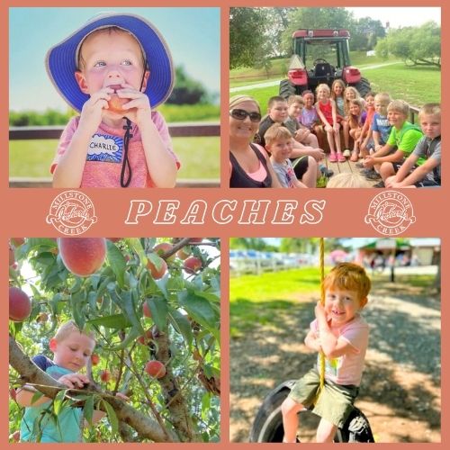 Fruity Pickin' Storytime - Peaches