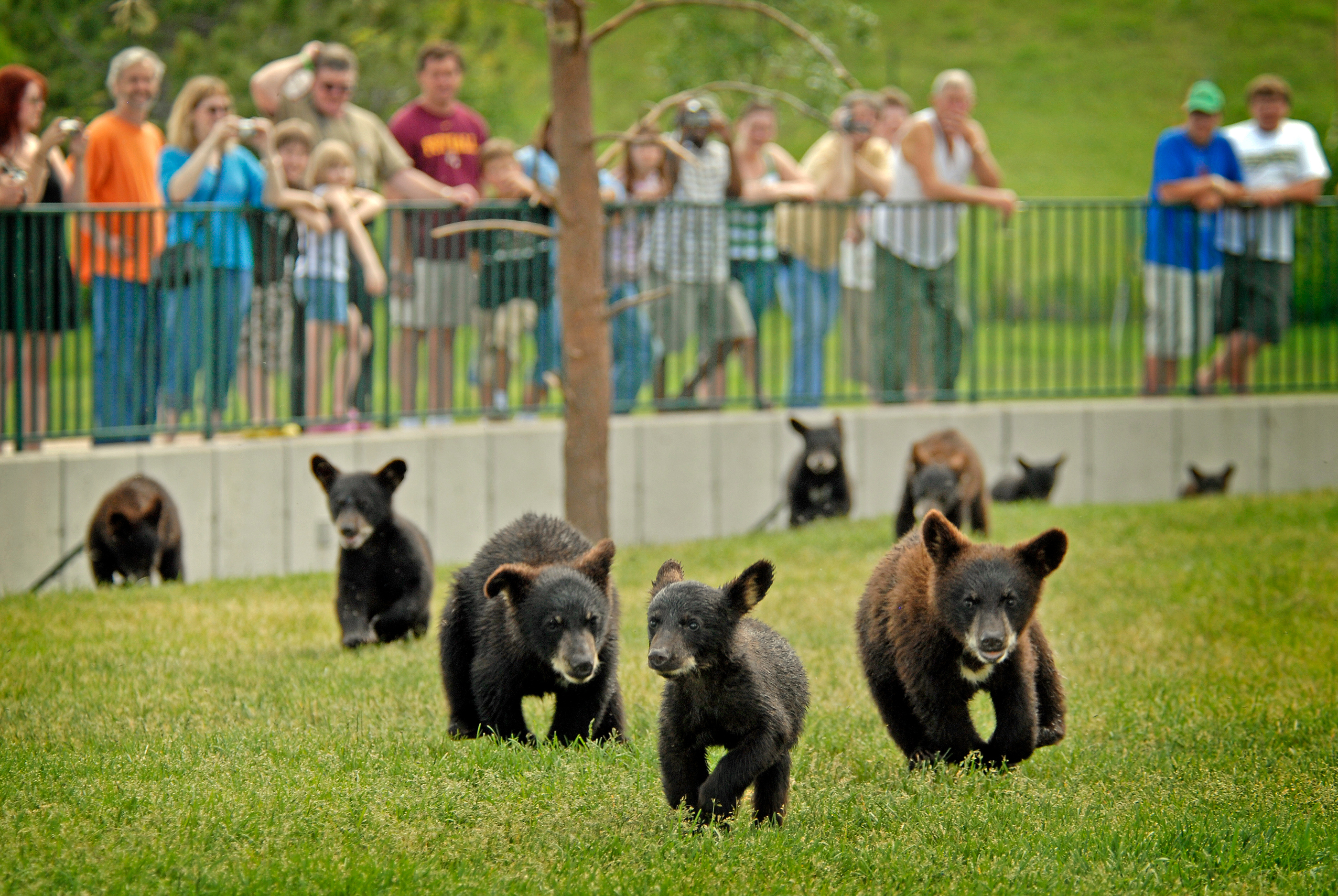 Bear Country USA