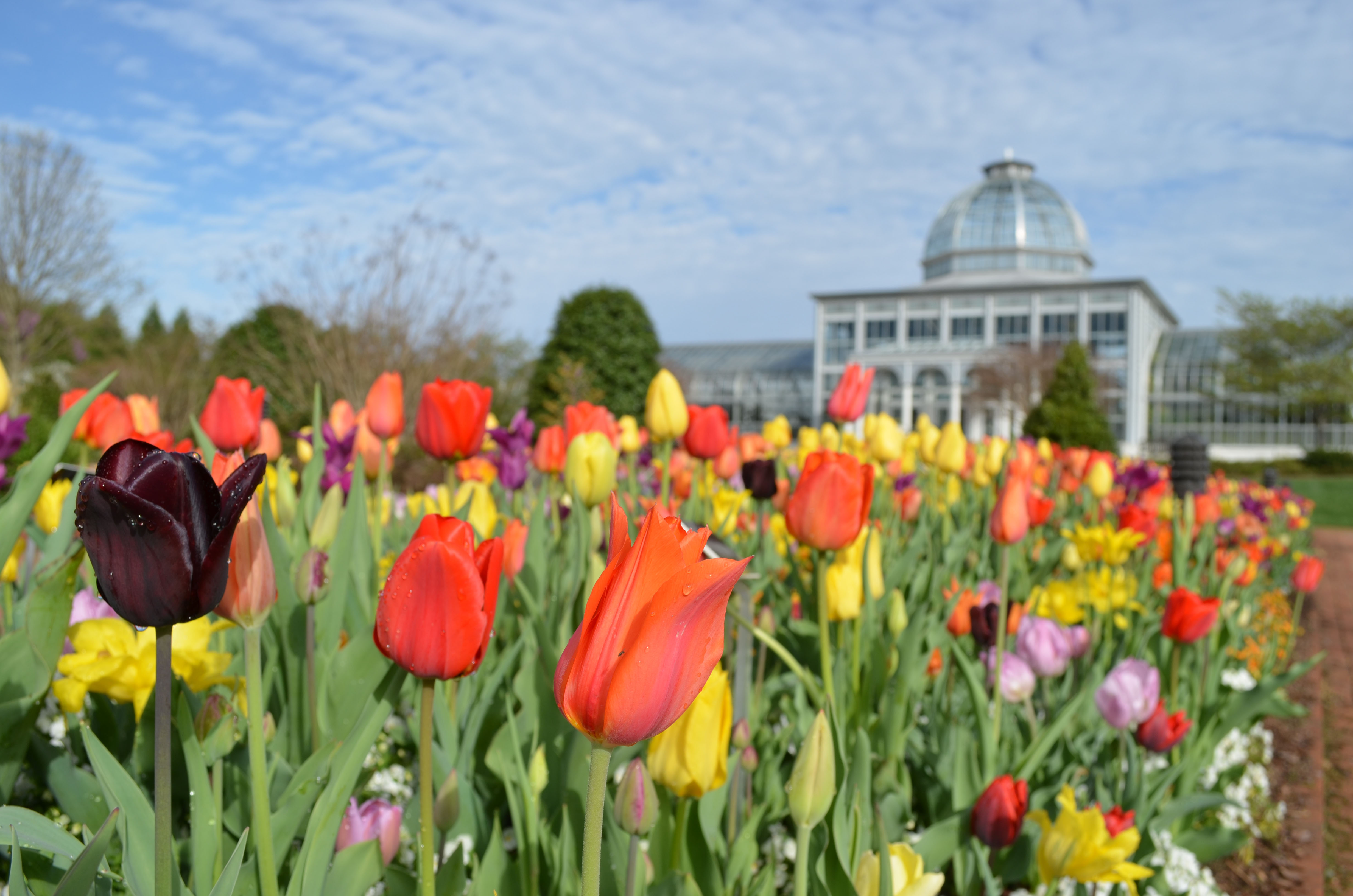 Blue Bell Flower Bengali Meaning Best Flower Site