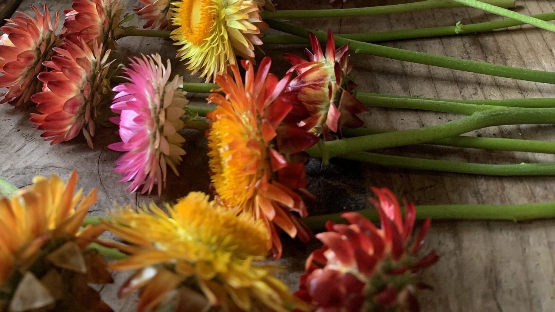Flower Preservation Workshop