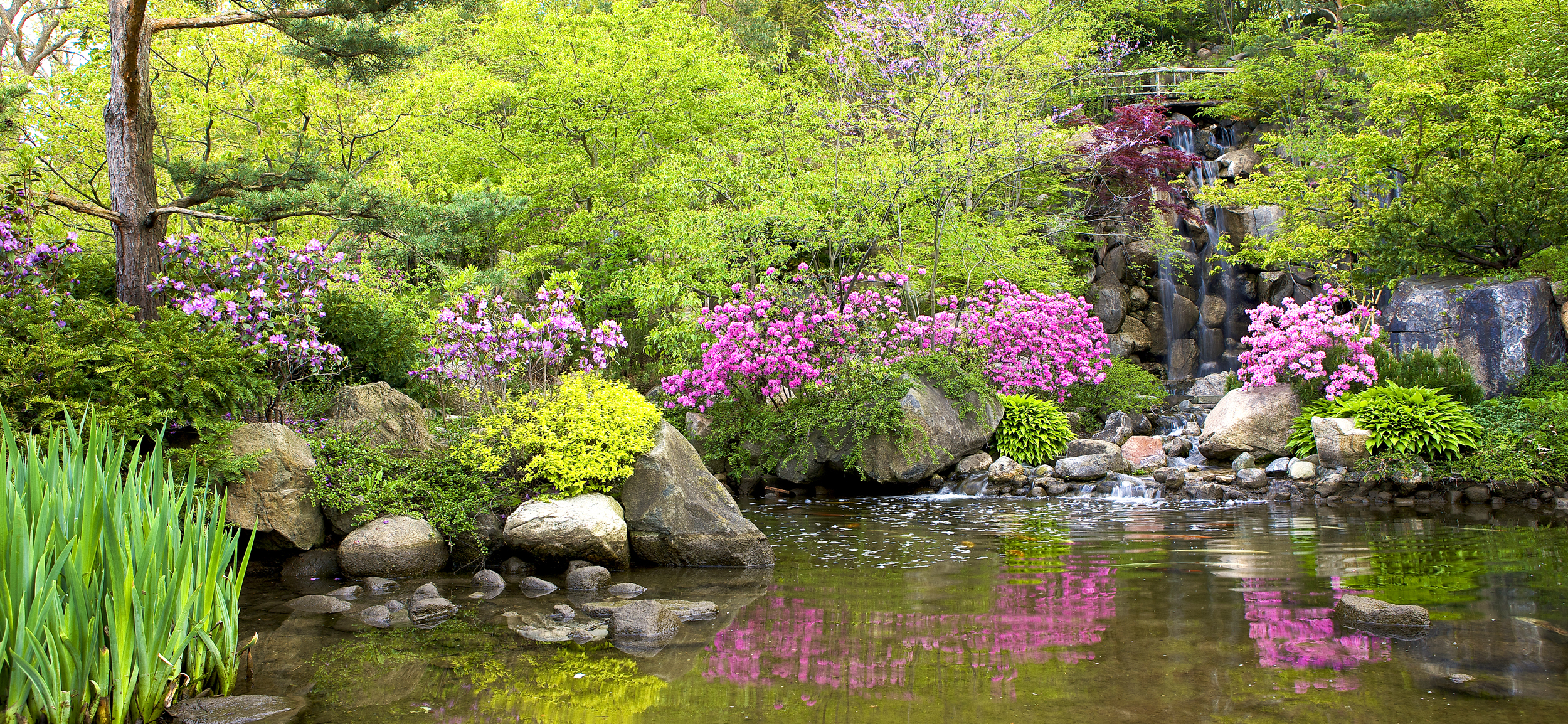 anderson japanese gardens