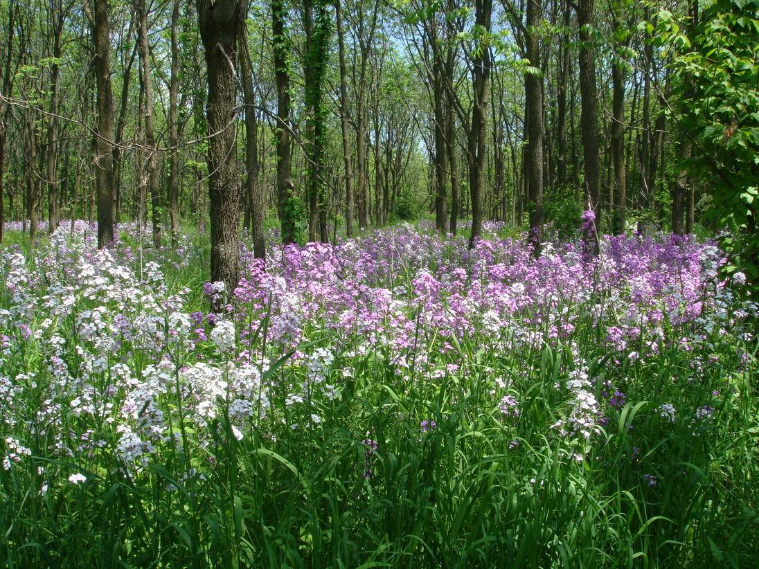 Rockford Art Deli and Severson Dells Nature Center Partner for 1% For The  Planet — Severson Dells Nature Center