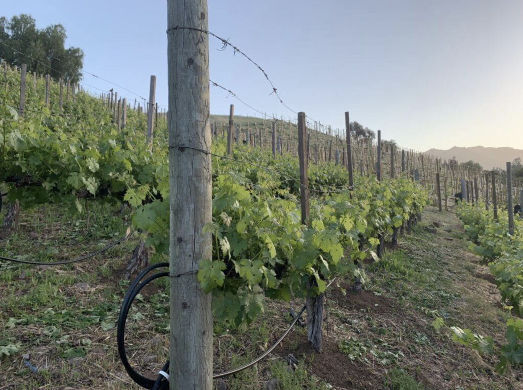 AJA Vineyards Estate