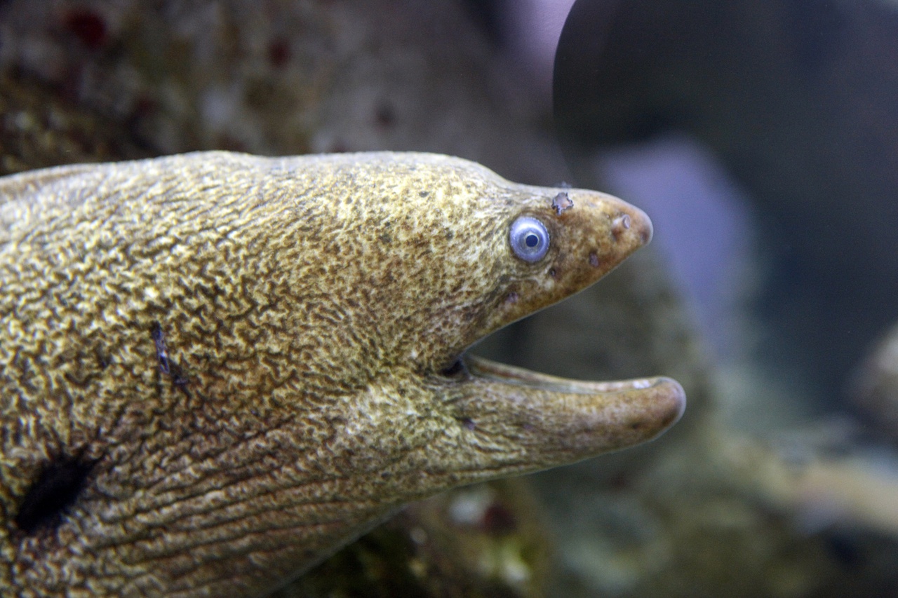 Eel