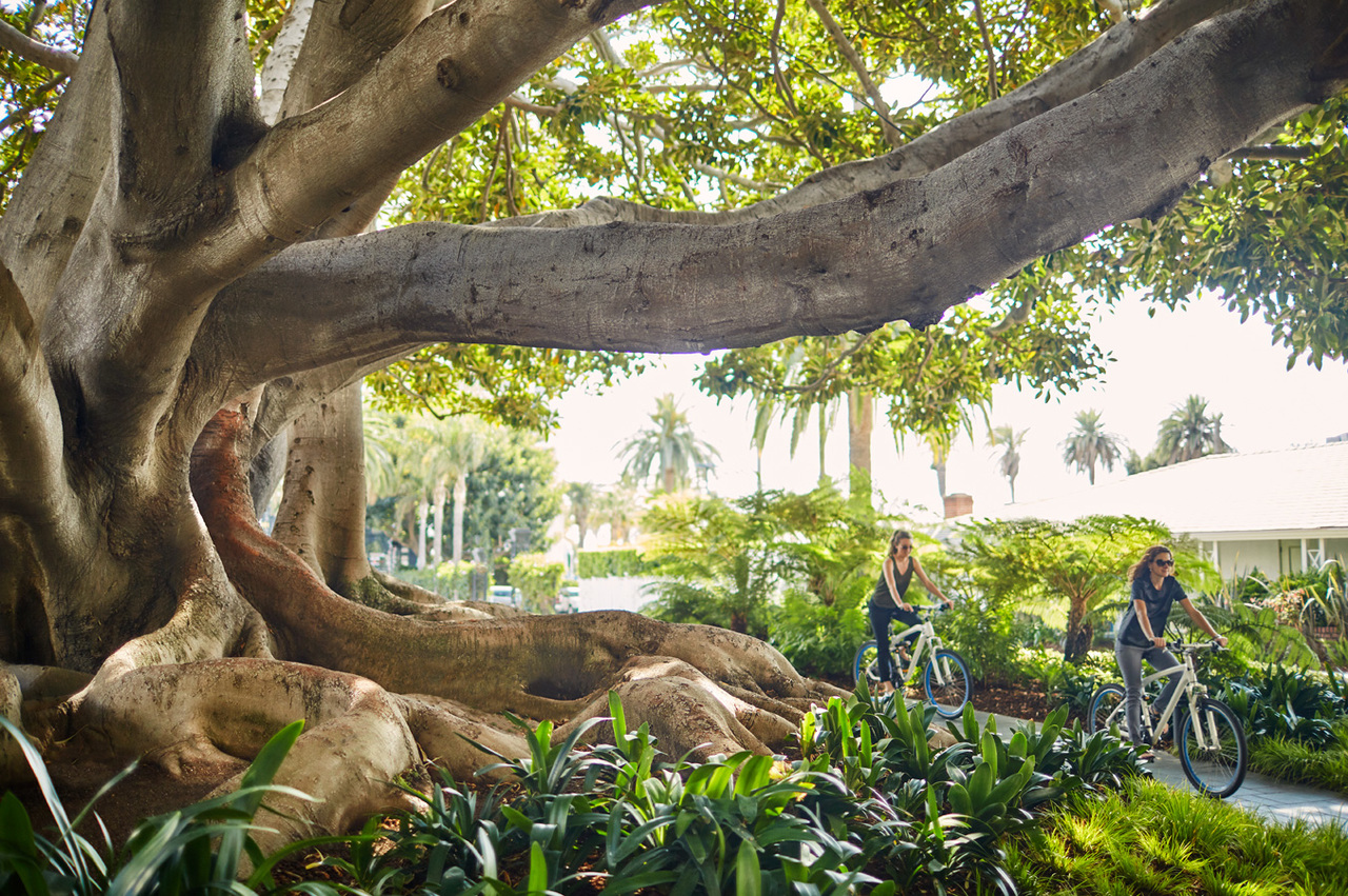 Moreton Bay Fig Tree