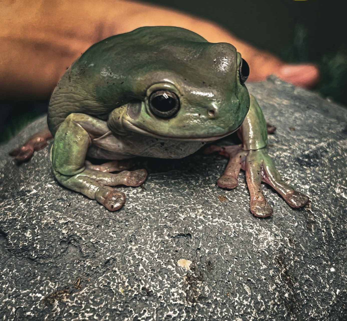 Allen's Pet Center Img 1