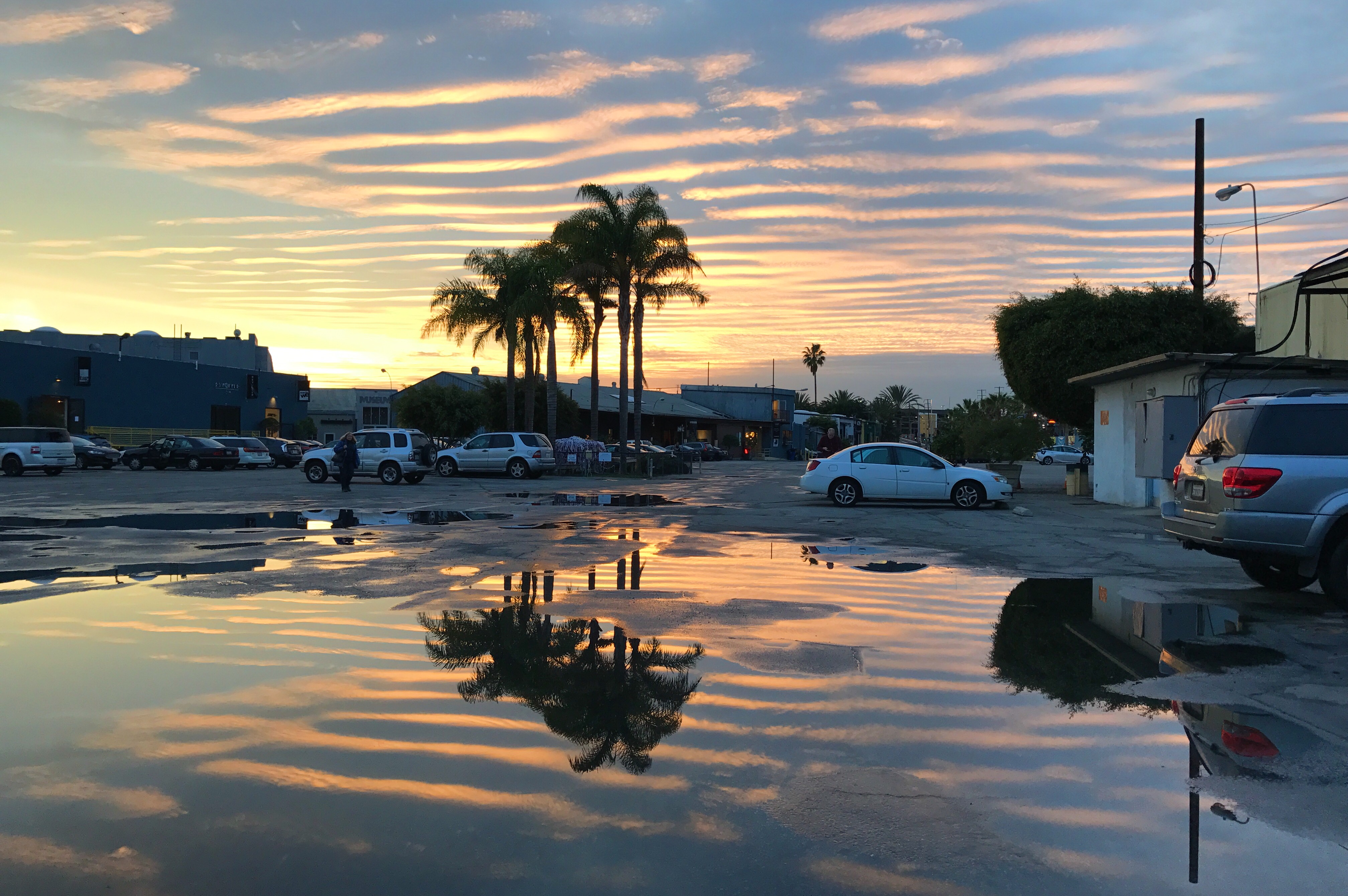 Bergamot after the rain.