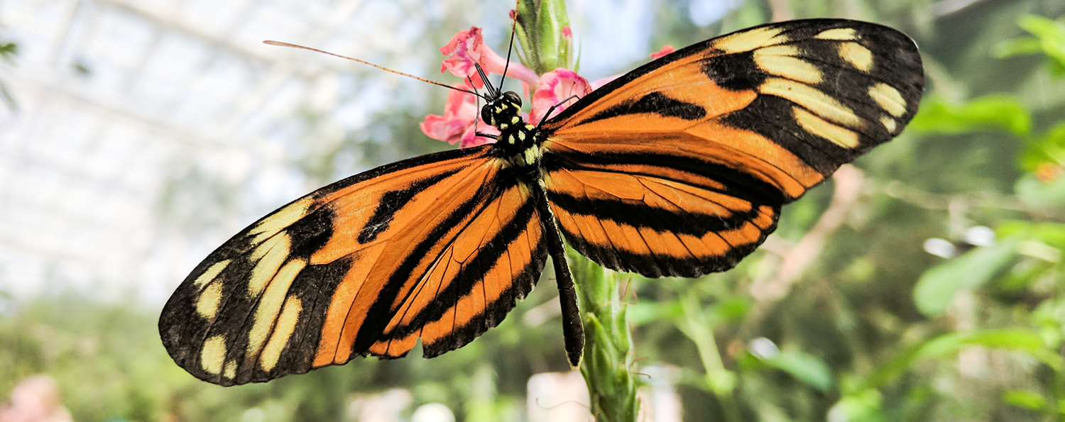 The Magic of Music and Butterflies
