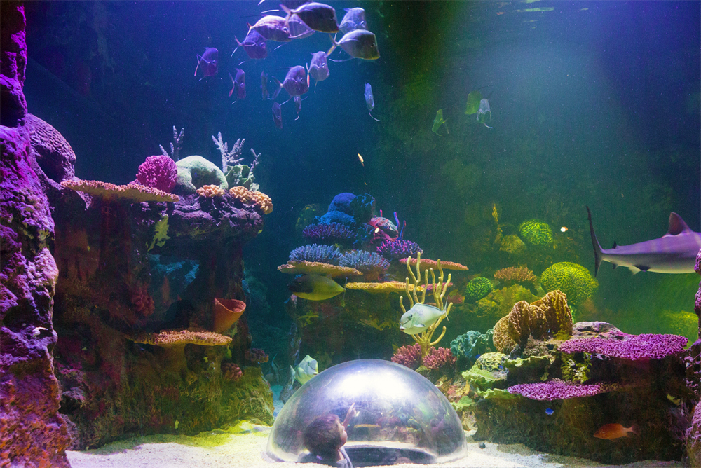 Shreveport Aquarium